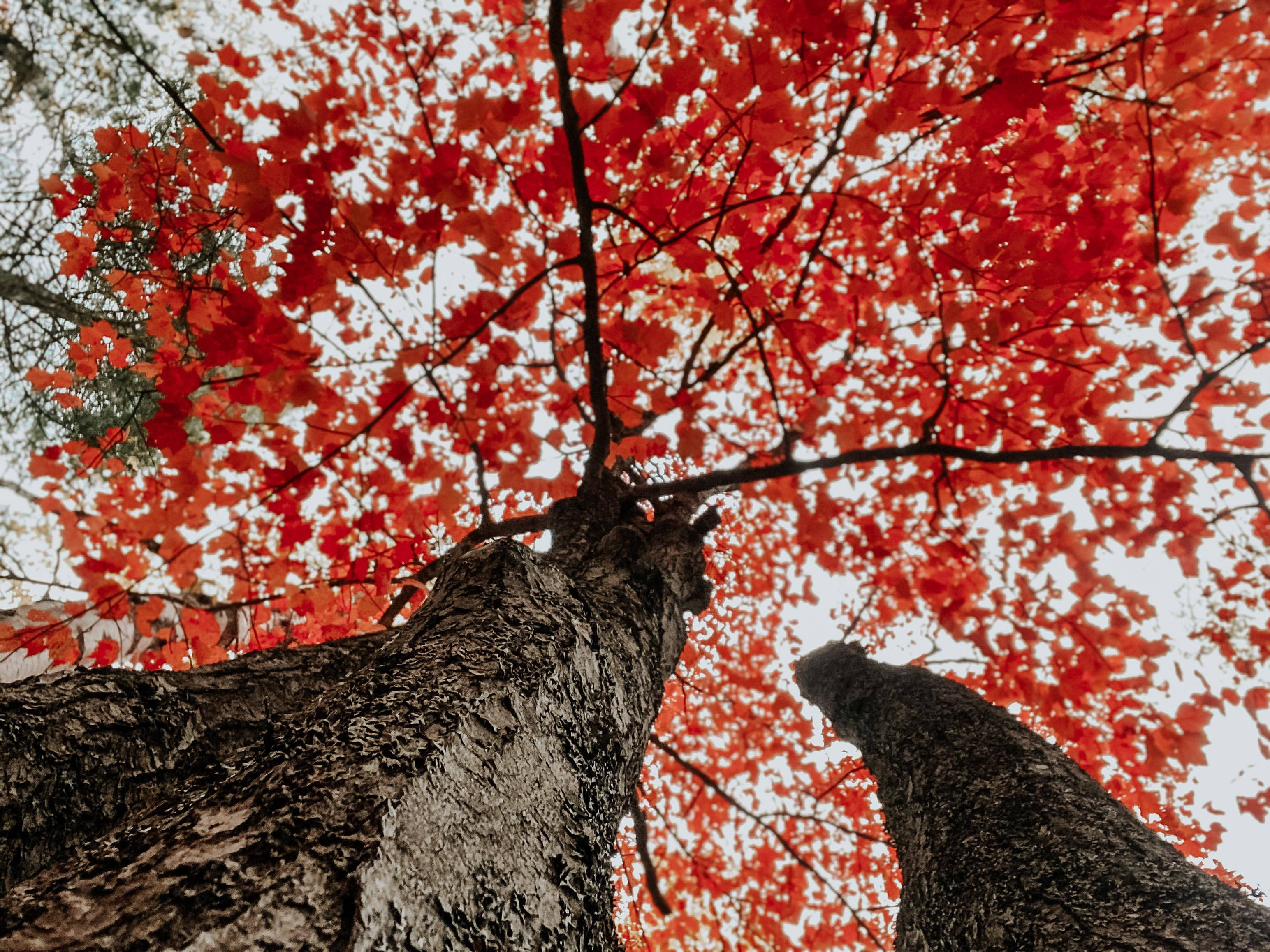 vibrant red maple leaves, gnarled tree trunks, low-angle autumn forest shot, 2K Desktop Wallpaper