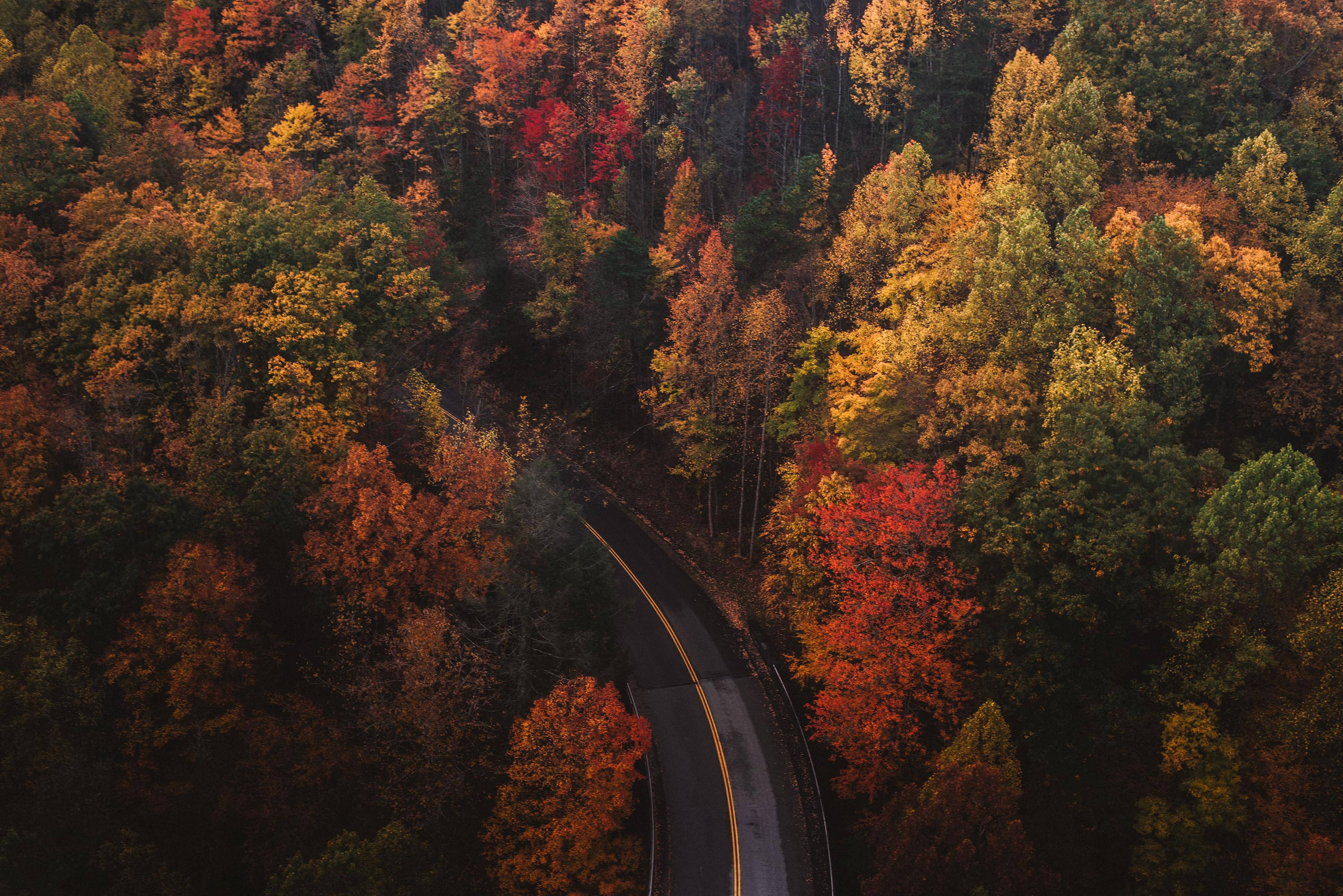 autumn trees, cute fall aesthetic, winding road, 2K Desktop Wallpaper