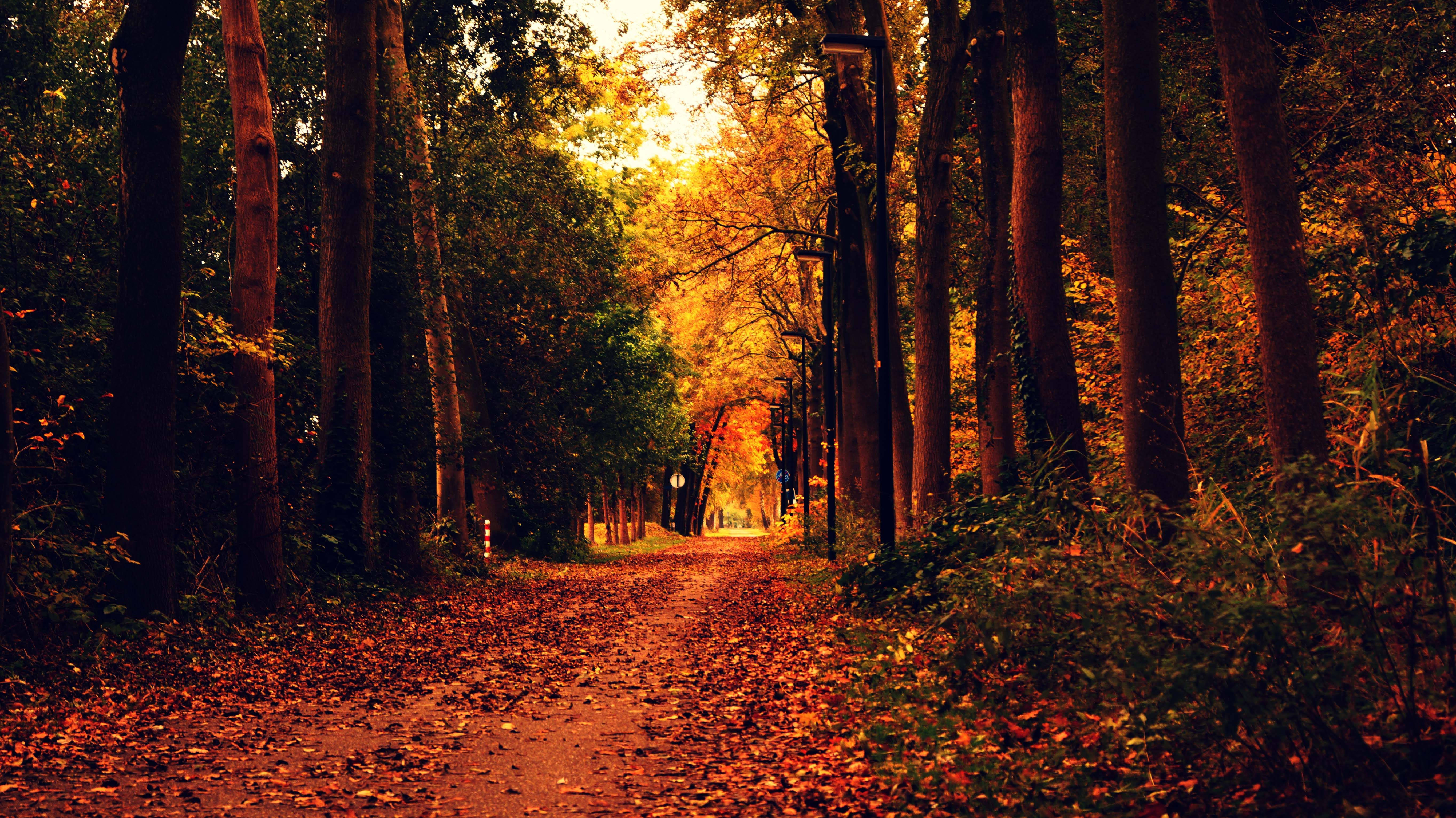 cute fall aesthetic woods, winding forest path, golden autumn leaves, 5K Desktop Wallpaper