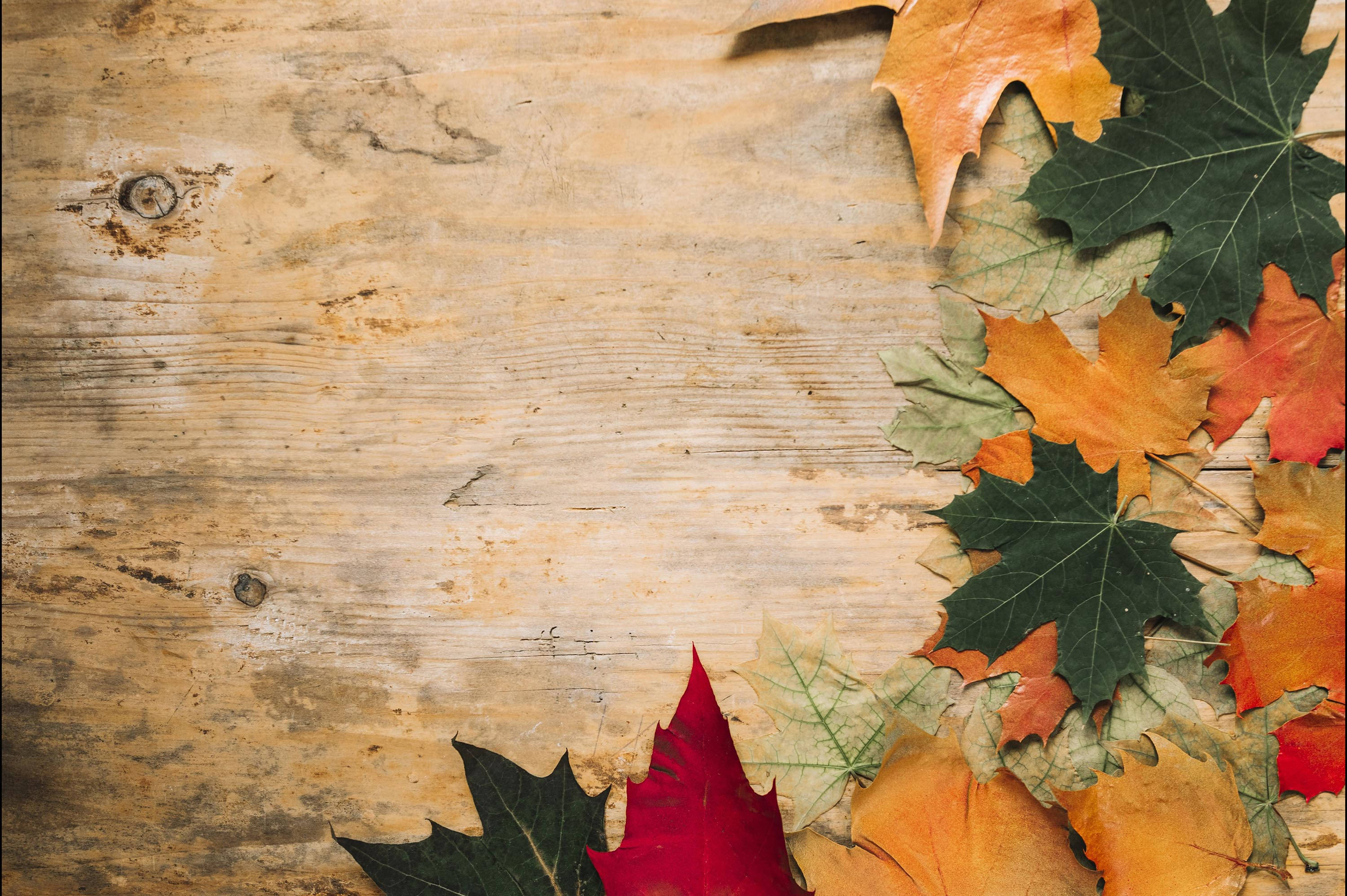 autumn maple leaves, vibrant red orange and green hues, weathered wooden surface, 2K Desktop Wallpaper