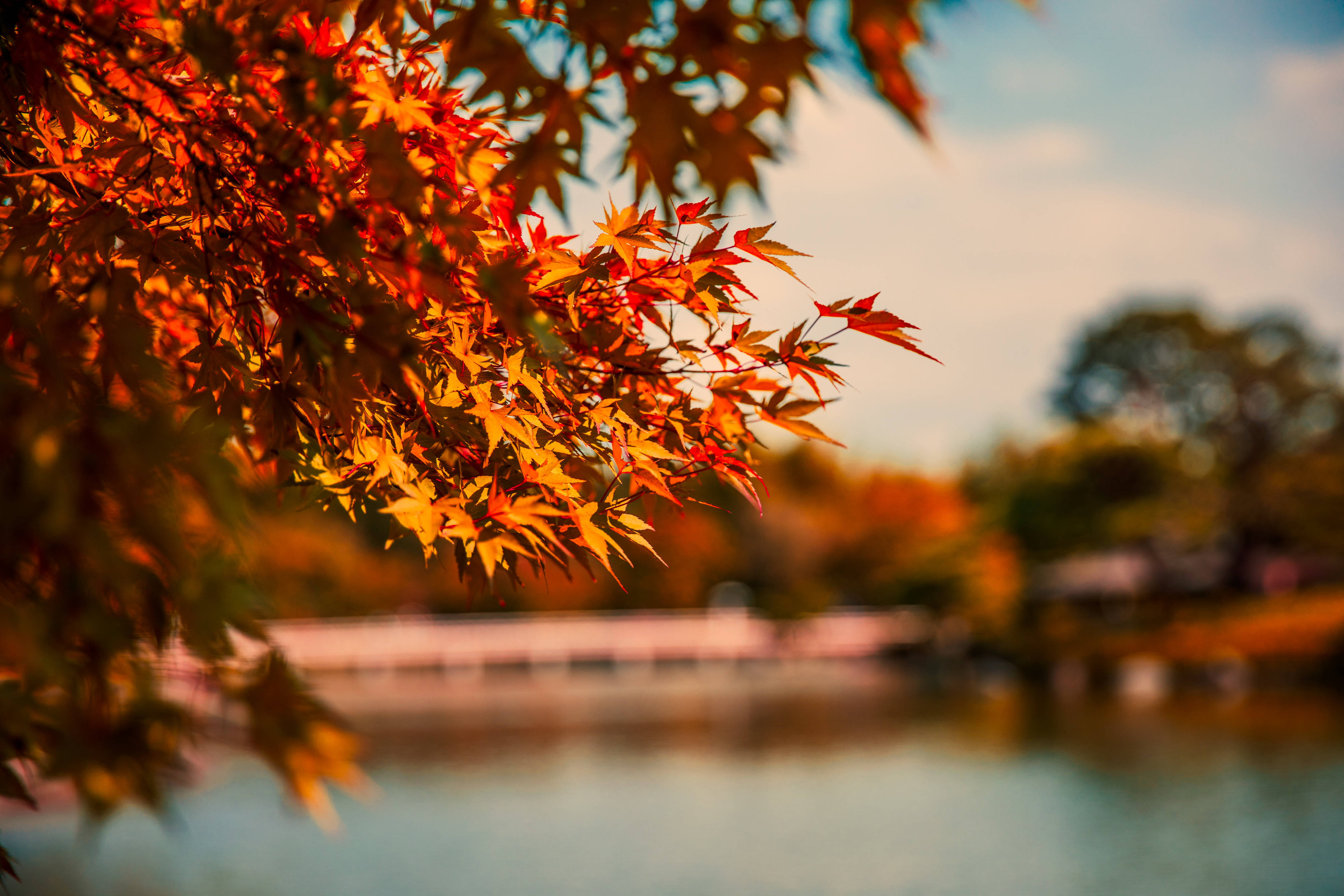 maple leaves, cute fall aesthetic, warm sunlight, 4K Desktop Wallpaper