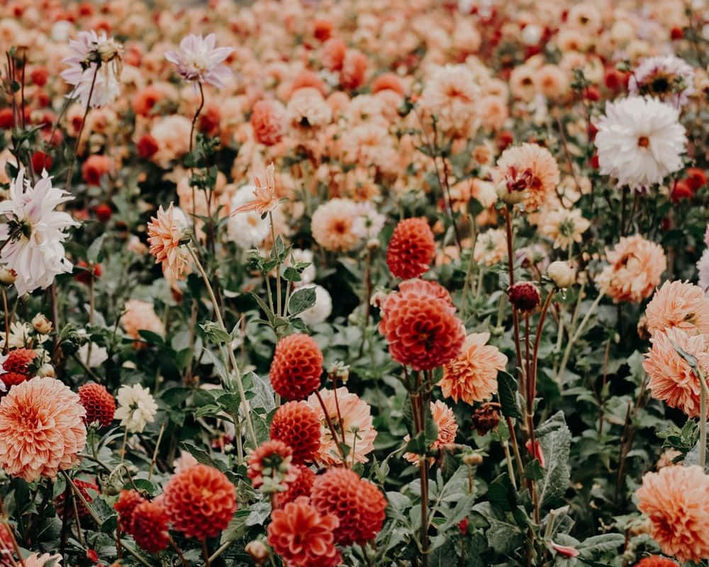 cute floral, coral peach, white dahlia, SD Desktop Wallpaper