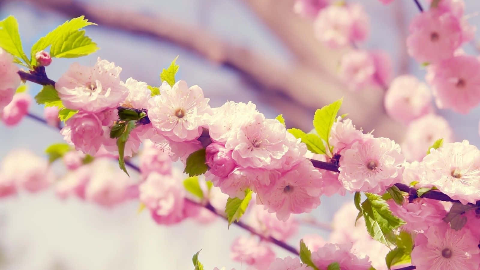 Blossoms of Cuteness, floral bliss, soft pink cherry blossoms, HD Desktop Wallpaper