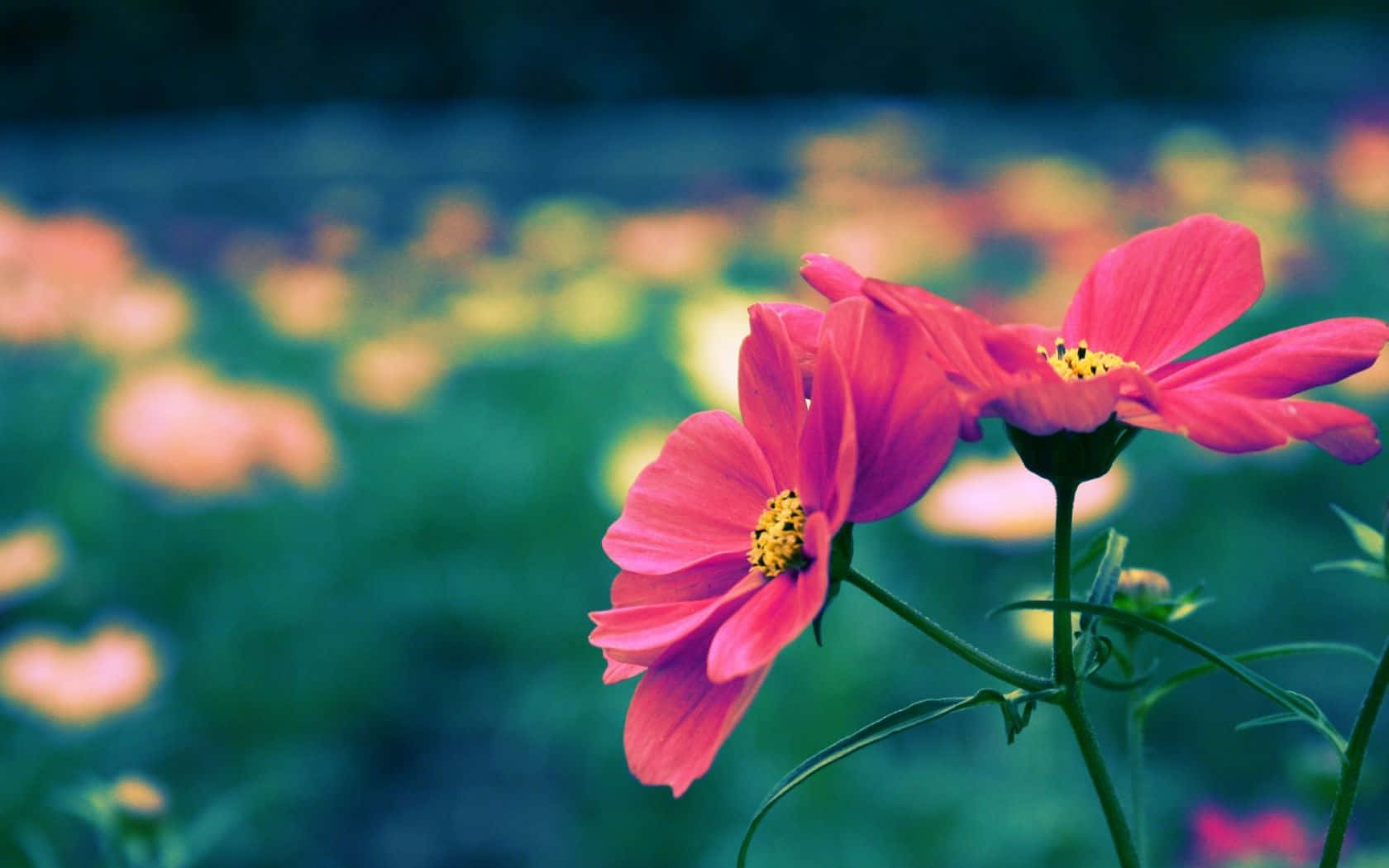 Pink Flowers, Bokeh, cosmos flowers, HD Desktop Wallpaper