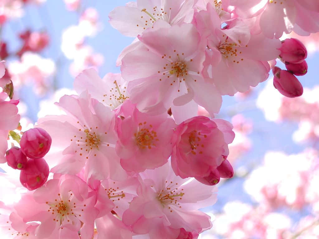 Pink Sakura Flowers, soft pink cherry blossoms, bright blue sky, SD Desktop Wallpaper