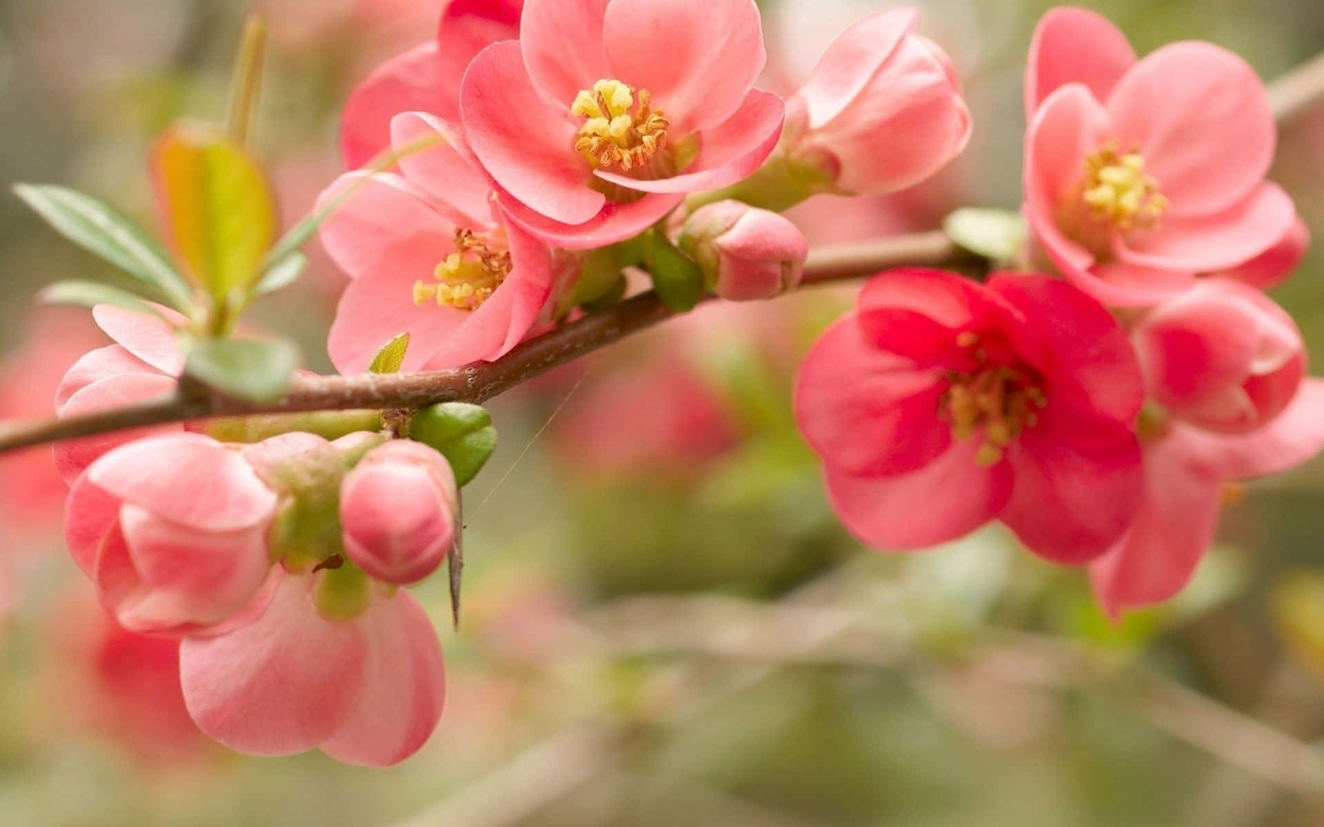 Pink Japanese Quince Flower, vibrant pink blossoms, yellow centers, Full HD Desktop Wallpaper