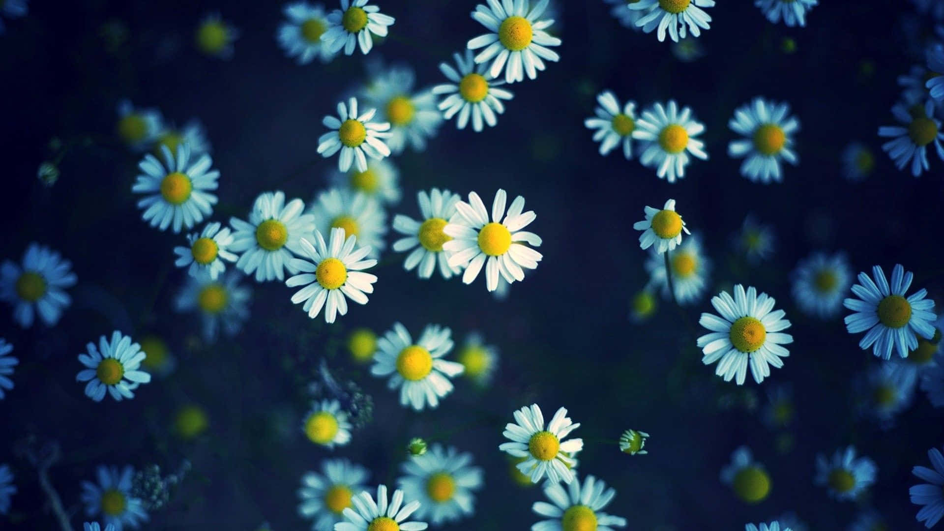 white daisies, yellow centers, deep blue blurred background, Full HD Desktop Wallpaper