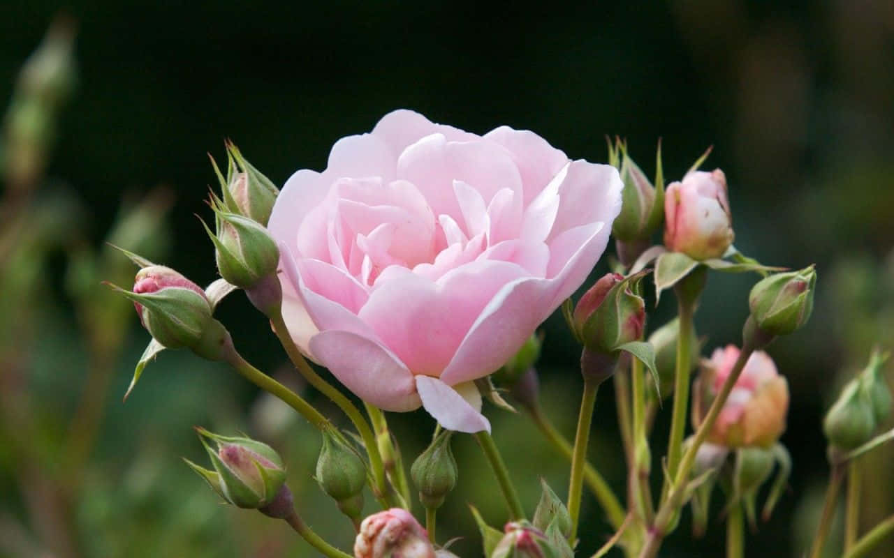 Pink Garden Rose, soft pink rose, green buds, HD Desktop Wallpaper