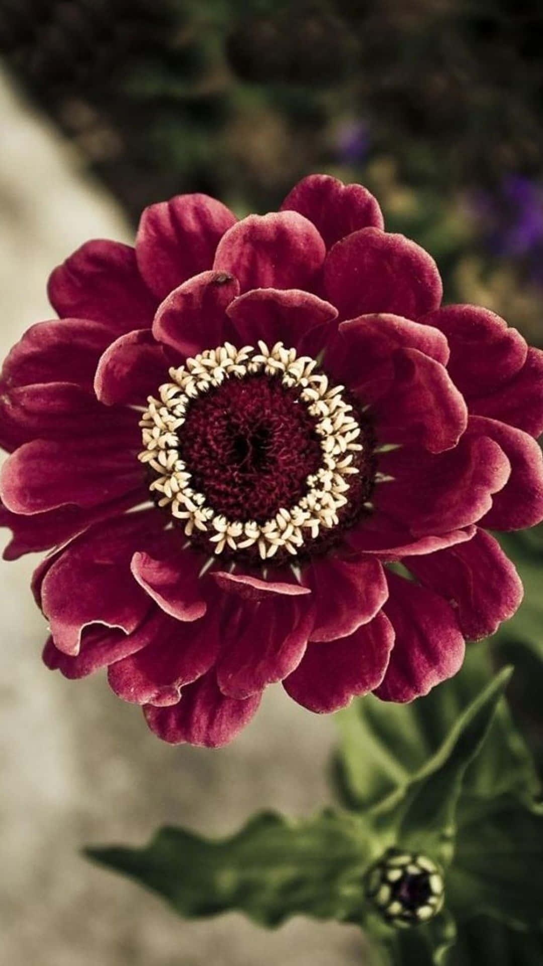 deep burgundy zinnia flower, textured center, soft blurred green foliage background, Full HD Phone Wallpaper