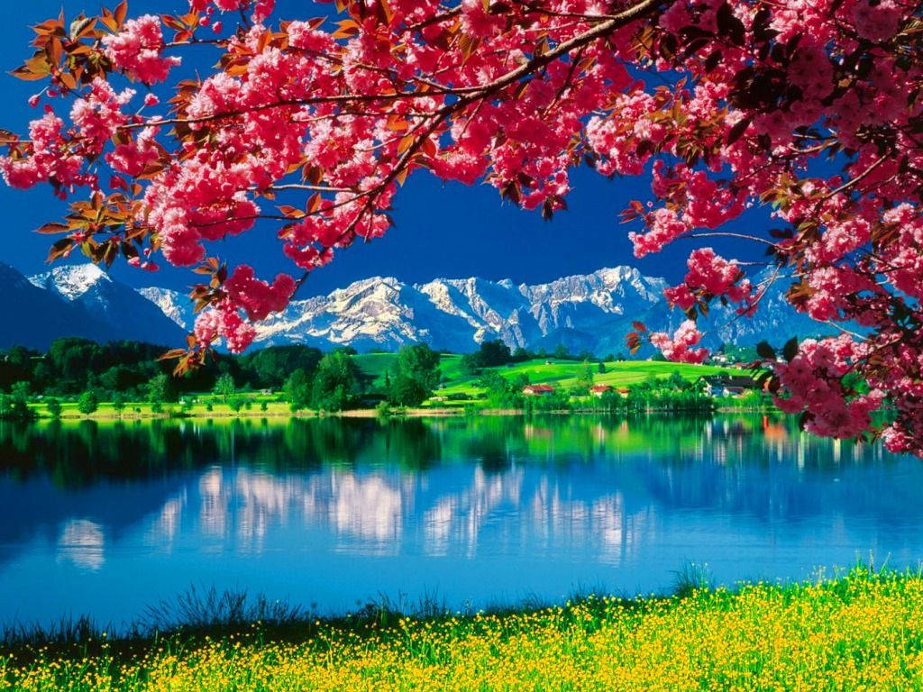 pink cherry blossoms, serene lake, snow-capped mountains, SD Desktop Wallpaper