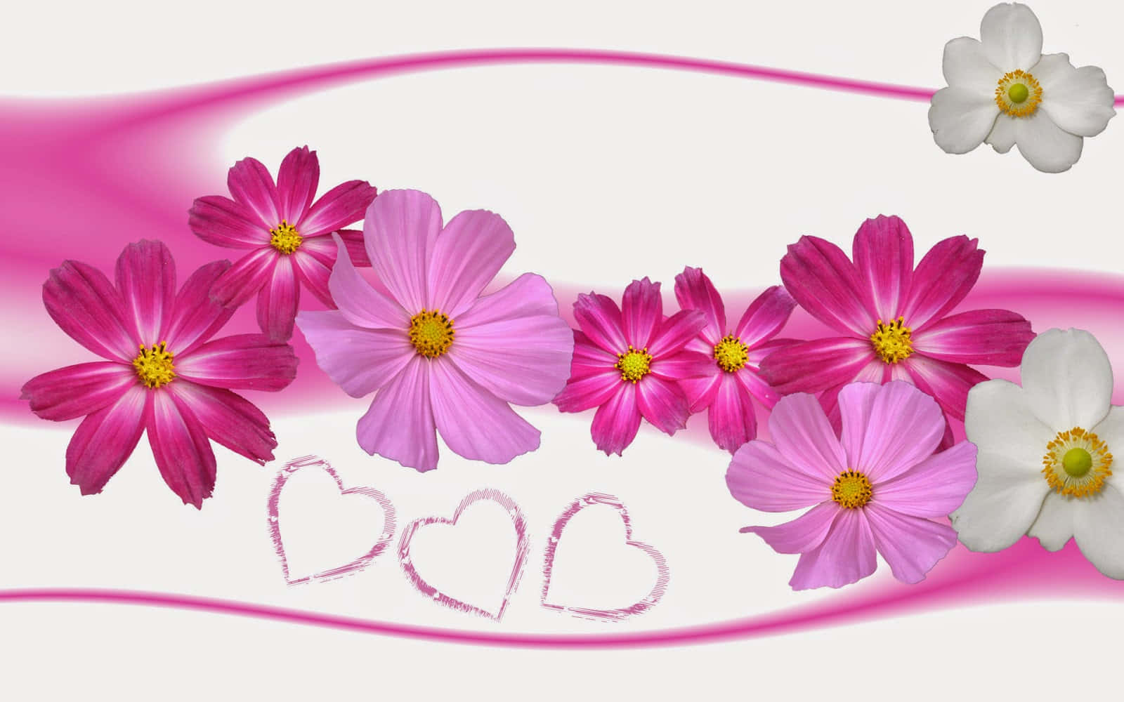 Pink And White Cute Floral With Hearts, cosmos flowers, yellow centers, HD Desktop Wallpaper
