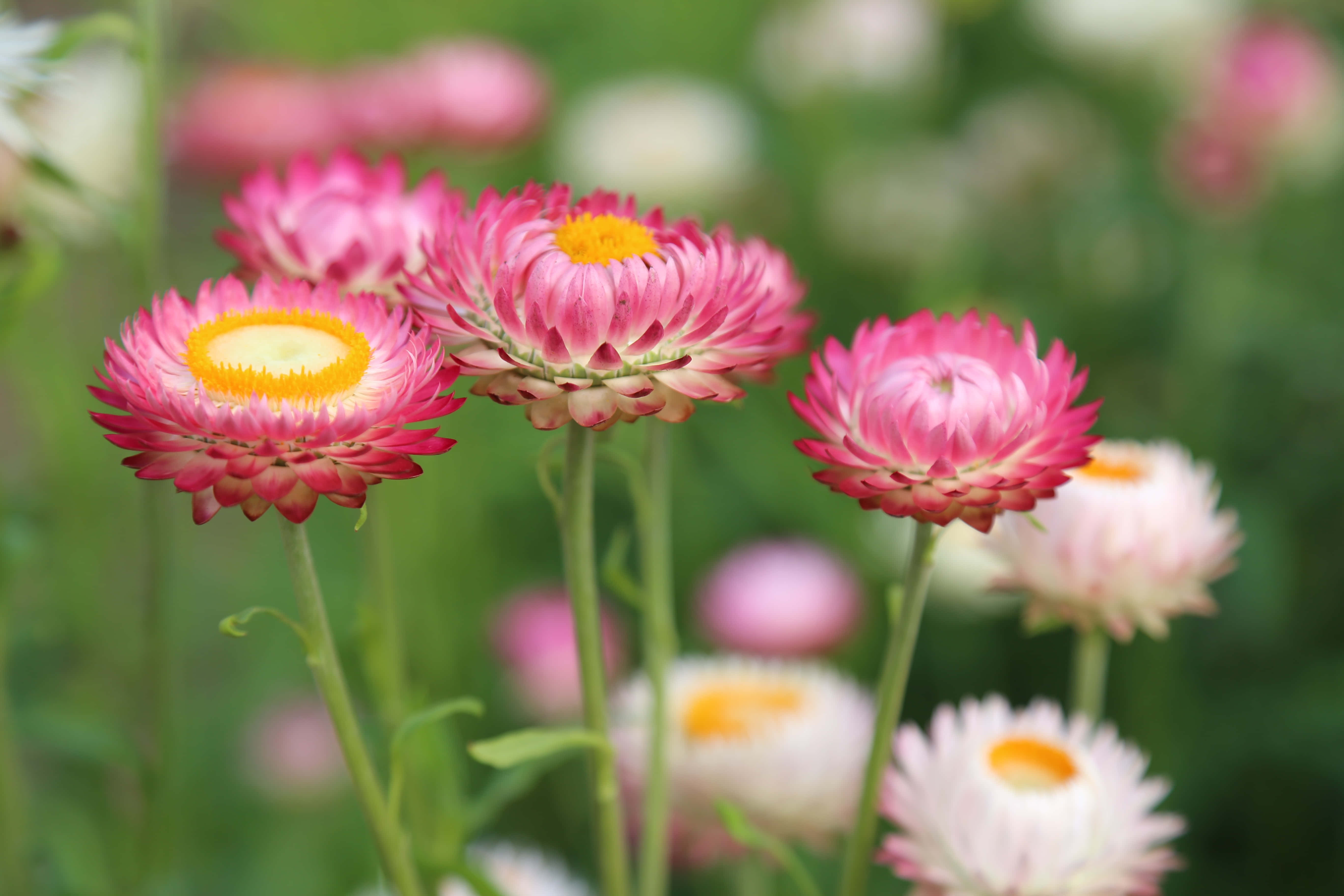 wild flower in meadows, pink strawflowers, golden centers, 5K Desktop Wallpaper