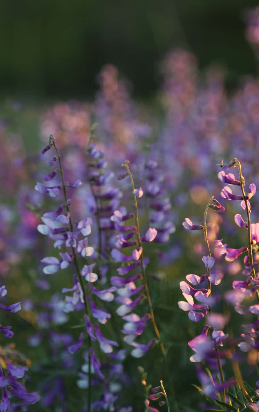 Wild Flower In Meadows, soft purple wildflowers, sunlit meadow, HD Phone Wallpaper