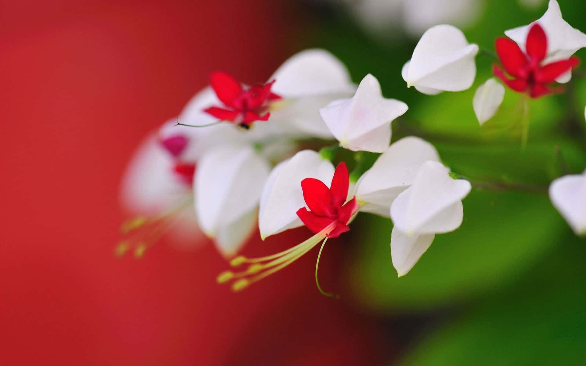 Red And White Bokeh Flowers, white flowers, red flowers, Full HD Desktop Wallpaper