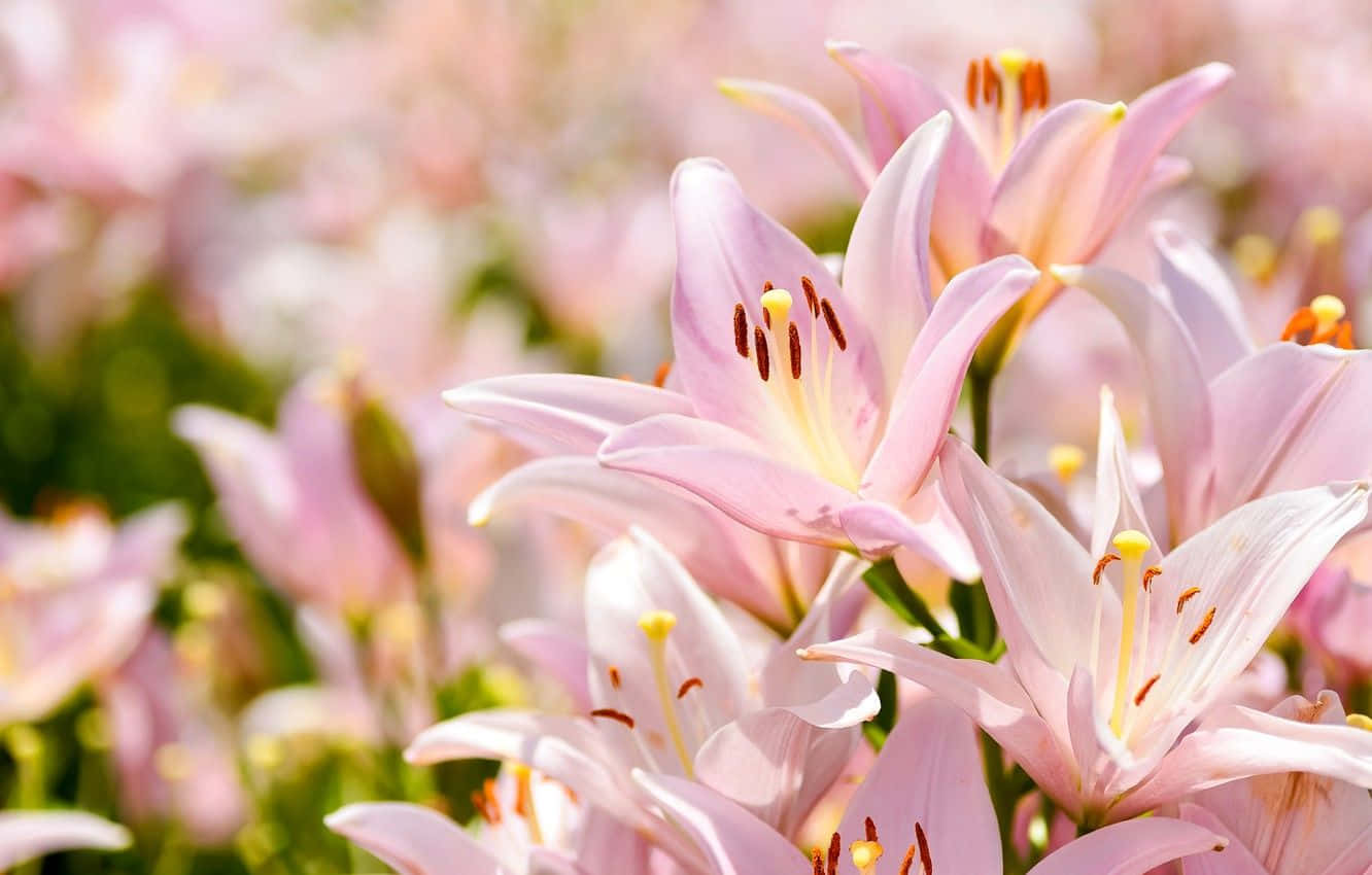 Baby Pink Eastern Lily Flowers, soft pink lilies, sunlit field, HD Desktop Wallpaper