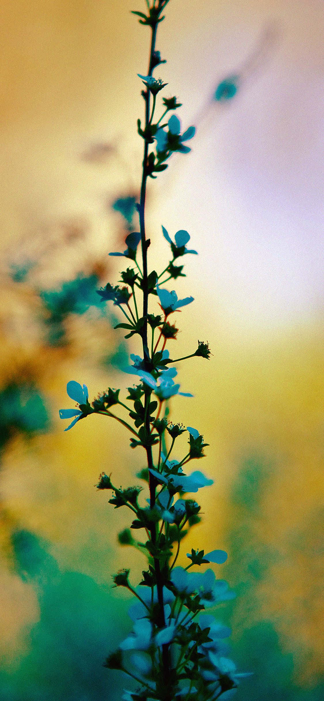 ethereal flower stem, sunset glow, yellow and teal gradient, Full HD Phone Wallpaper