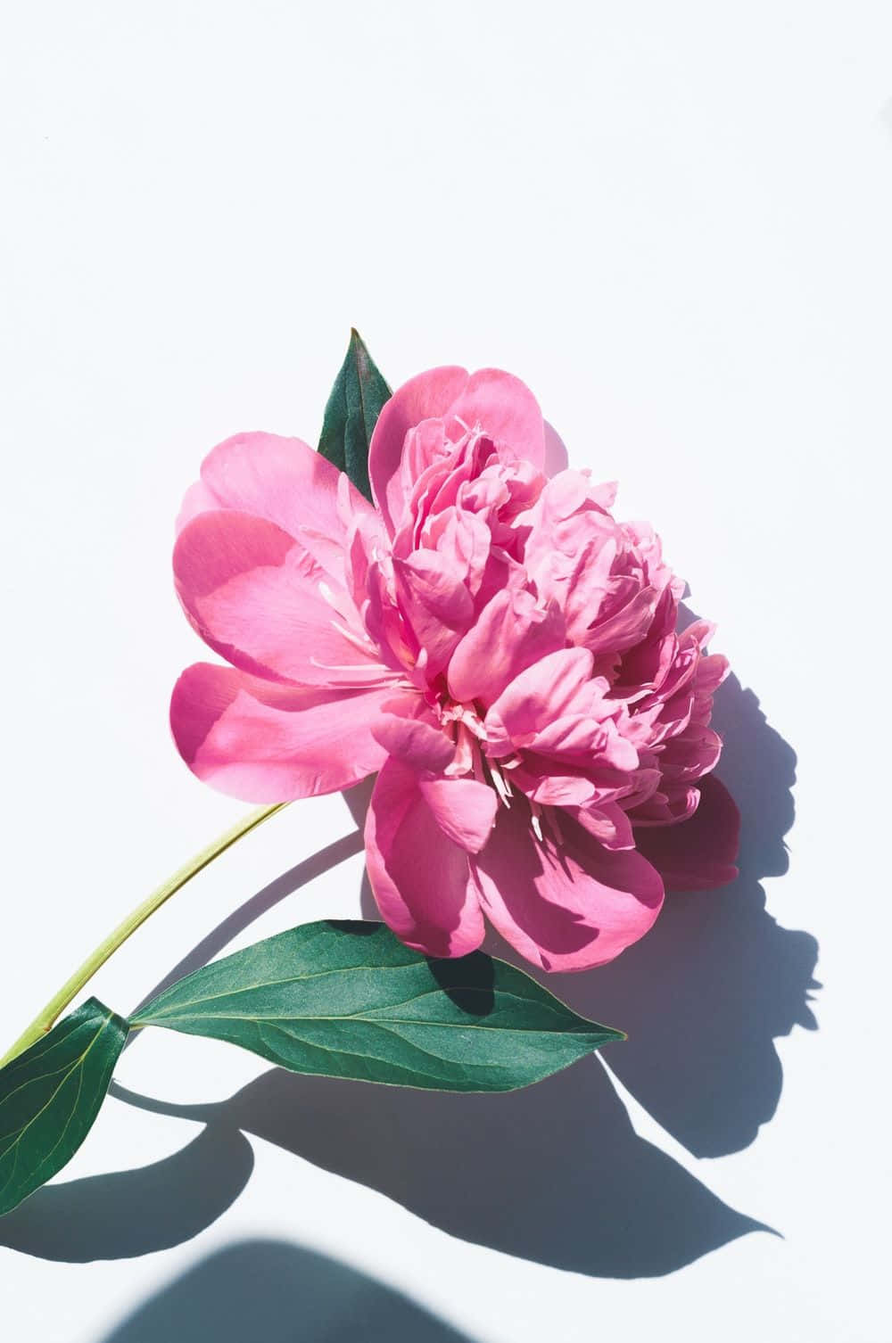 Pink Flower, Cute Floral, peony, HD Phone Wallpaper