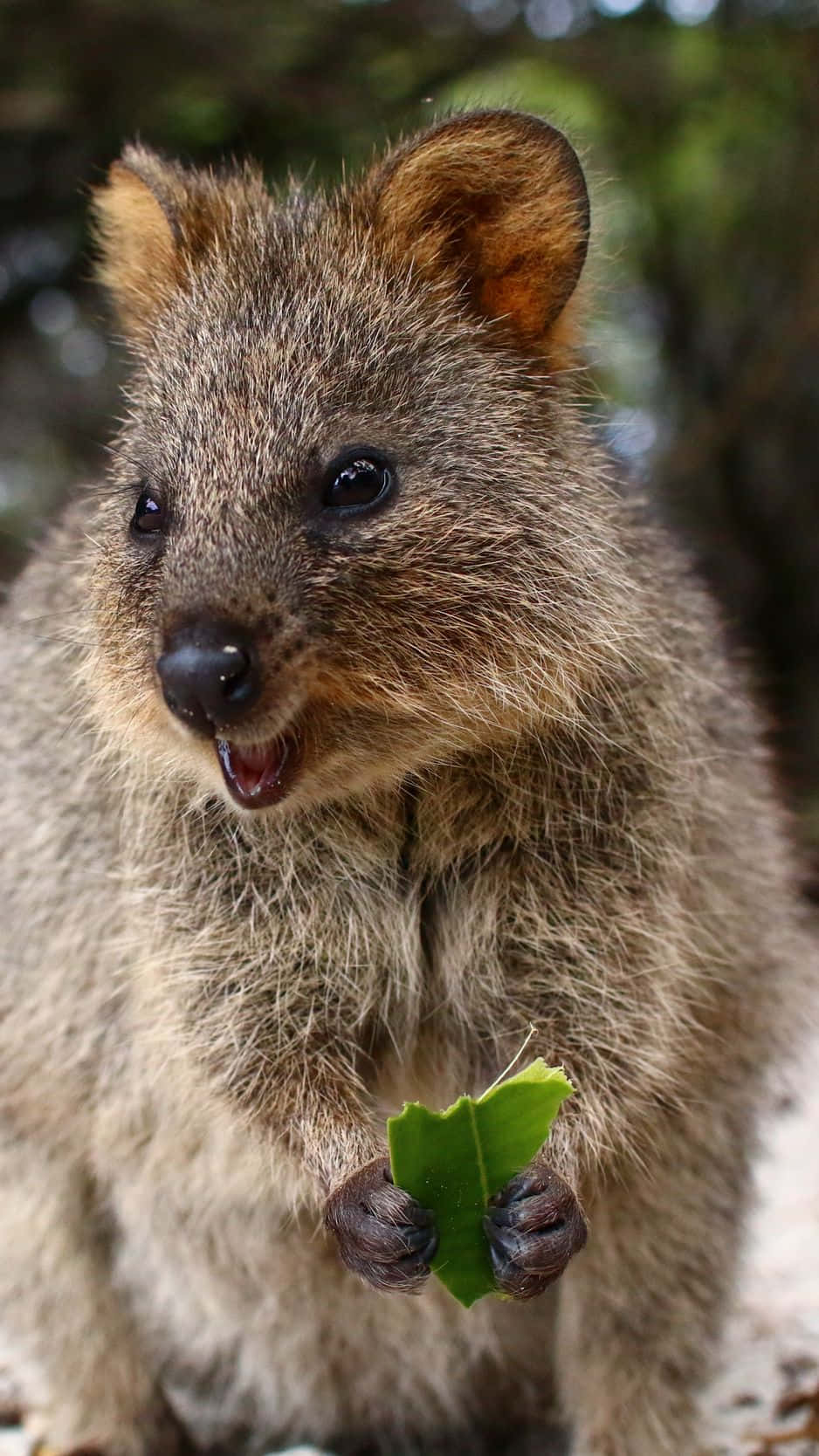 quokka, green leaf, forest setting, HD Phone Wallpaper