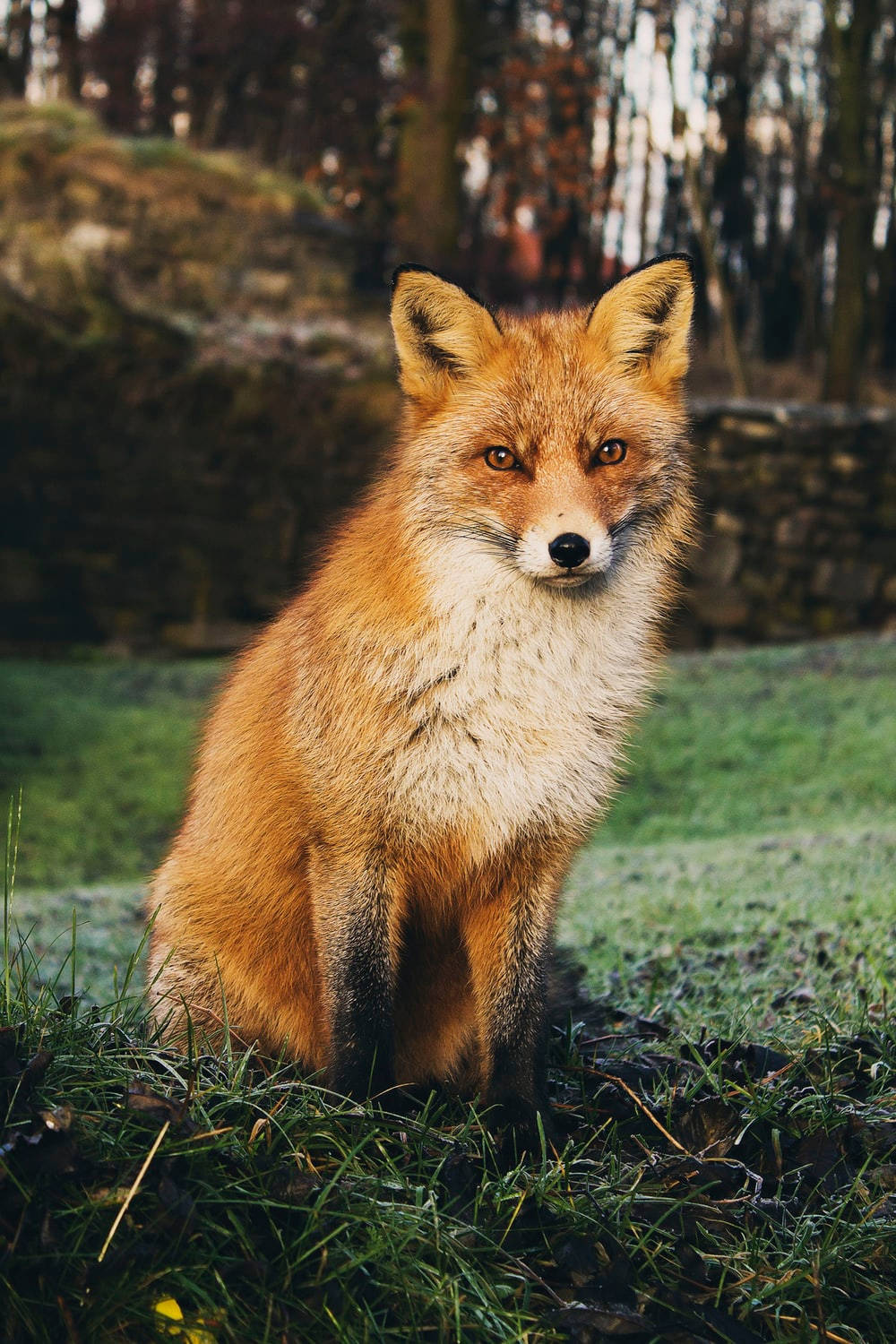 cute fox aesthetic, vibrant red fox, frosty grassy field, HD Phone Wallpaper