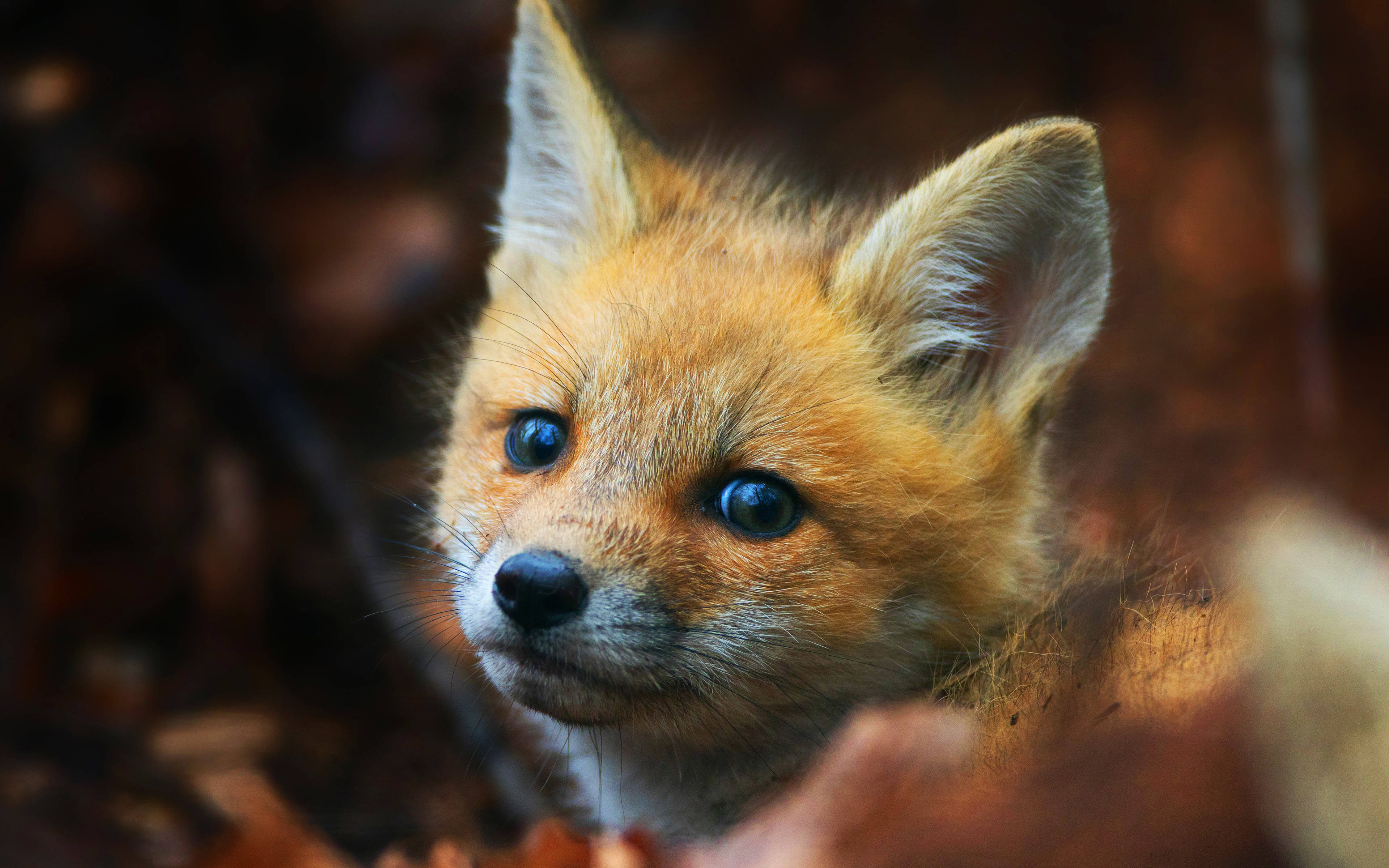 baby cute fox, young fox cub, bright blue eyes, 4K Desktop Wallpaper
