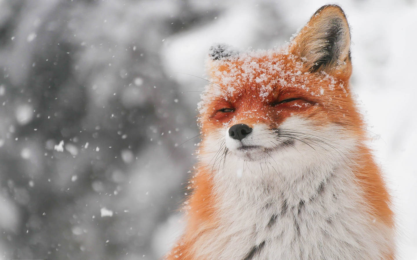 cute fox, red fox, snowflakes, HD Desktop Wallpaper