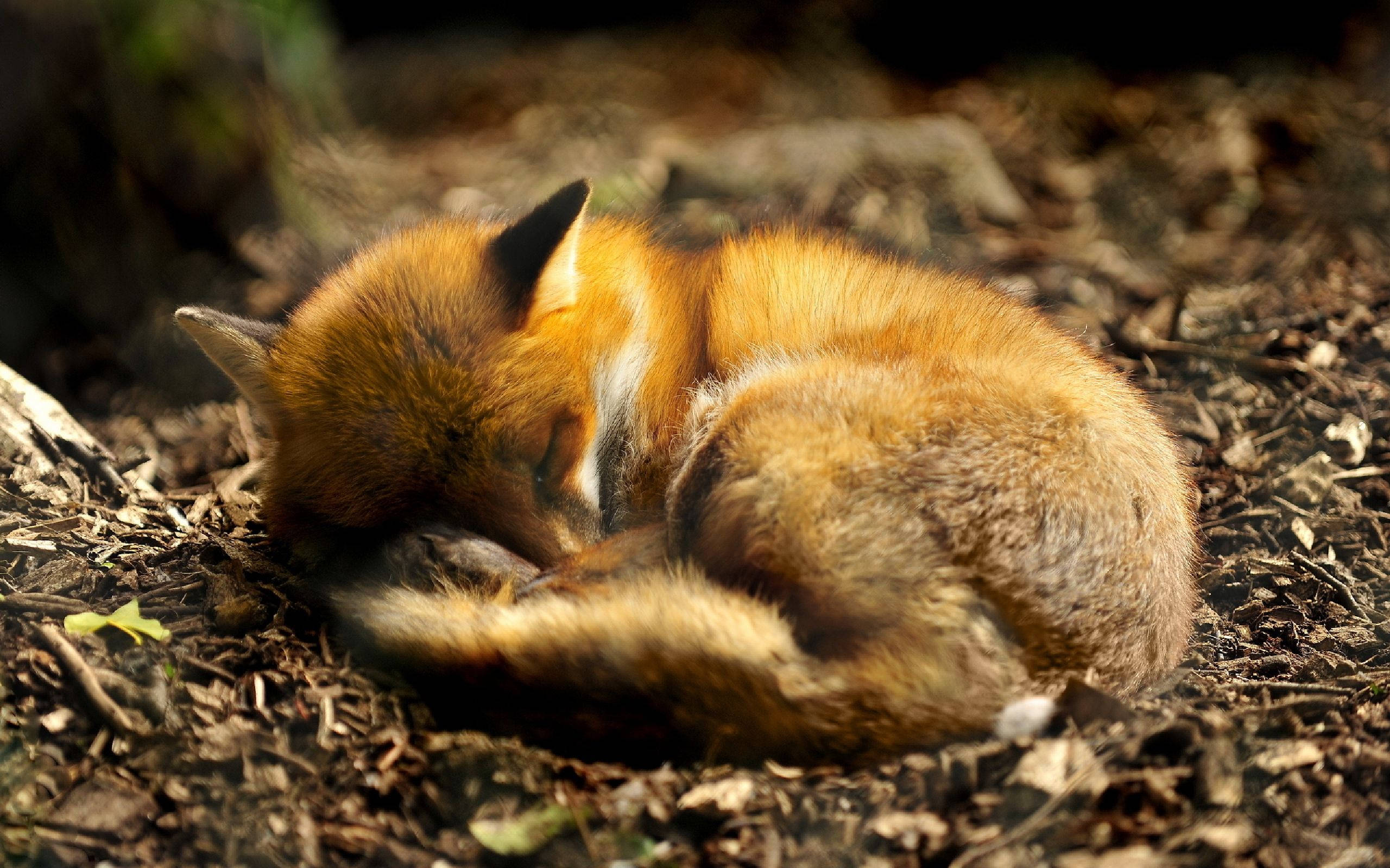 cute fox, red fox, sunlit forest floor, 2K Desktop Wallpaper