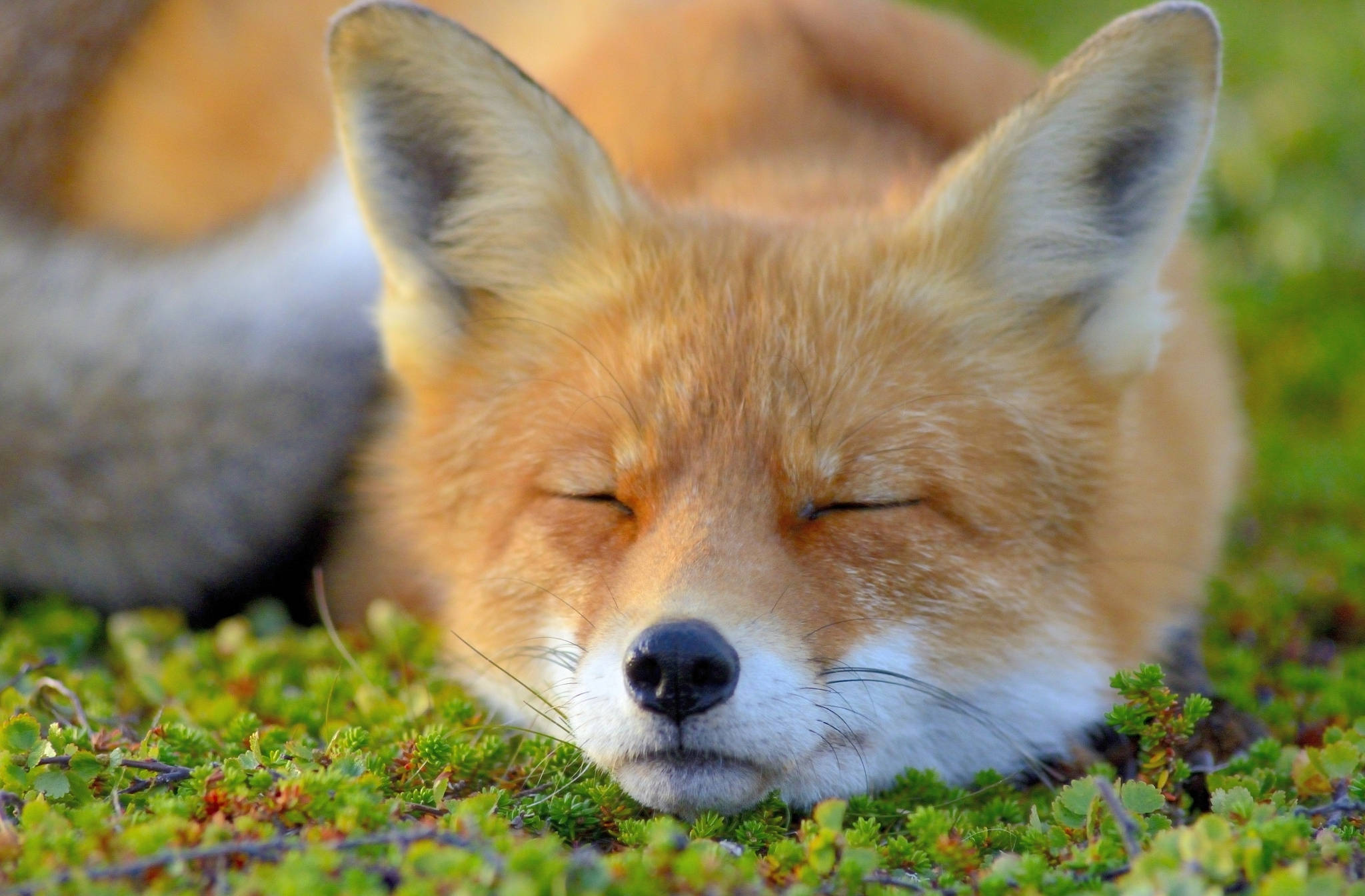 sleeping cute fox, red fox, vibrant green moss, Full HD Desktop Wallpaper