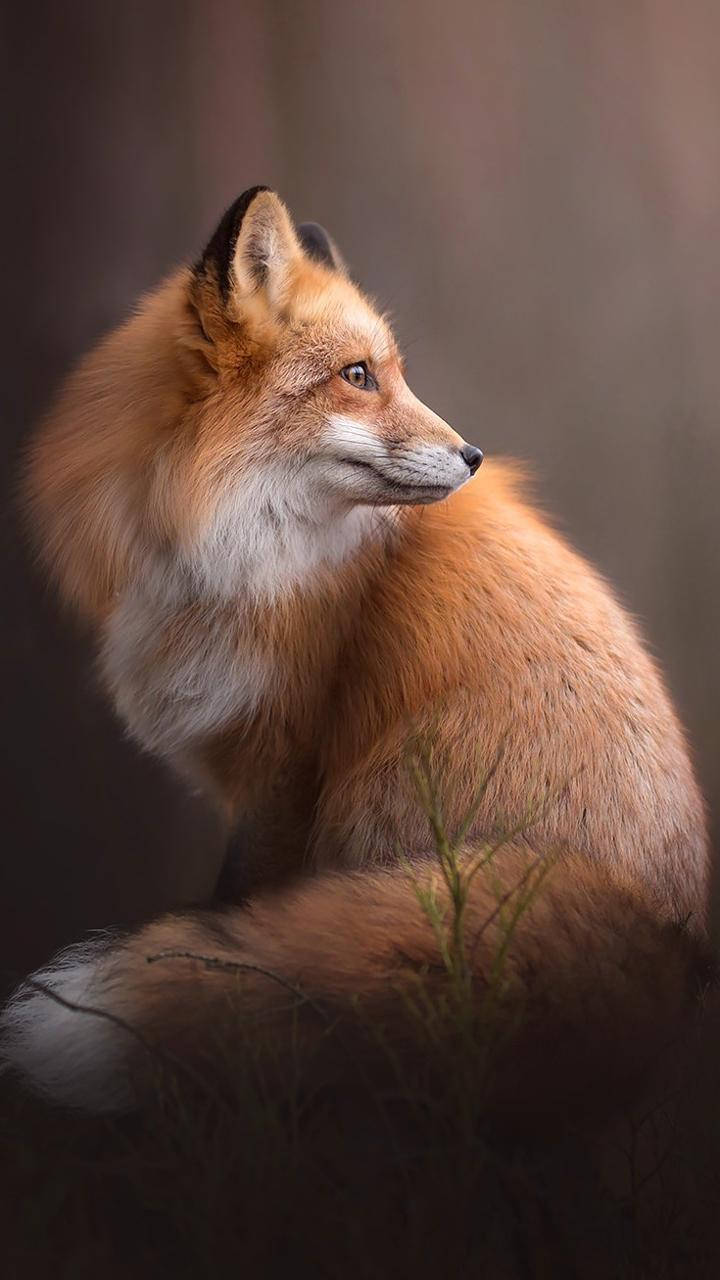 Cute Fox HD, red fox, soft focus, HD Phone Wallpaper