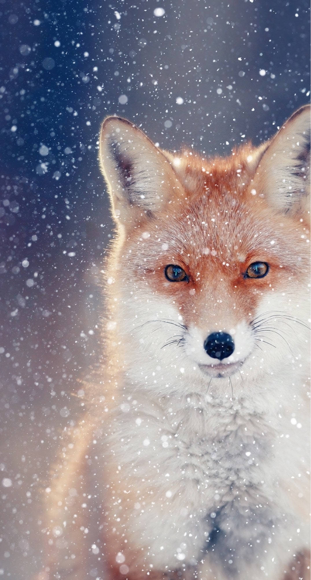 red fox, piercing blue eyes, snowflakes, Full HD Phone Wallpaper