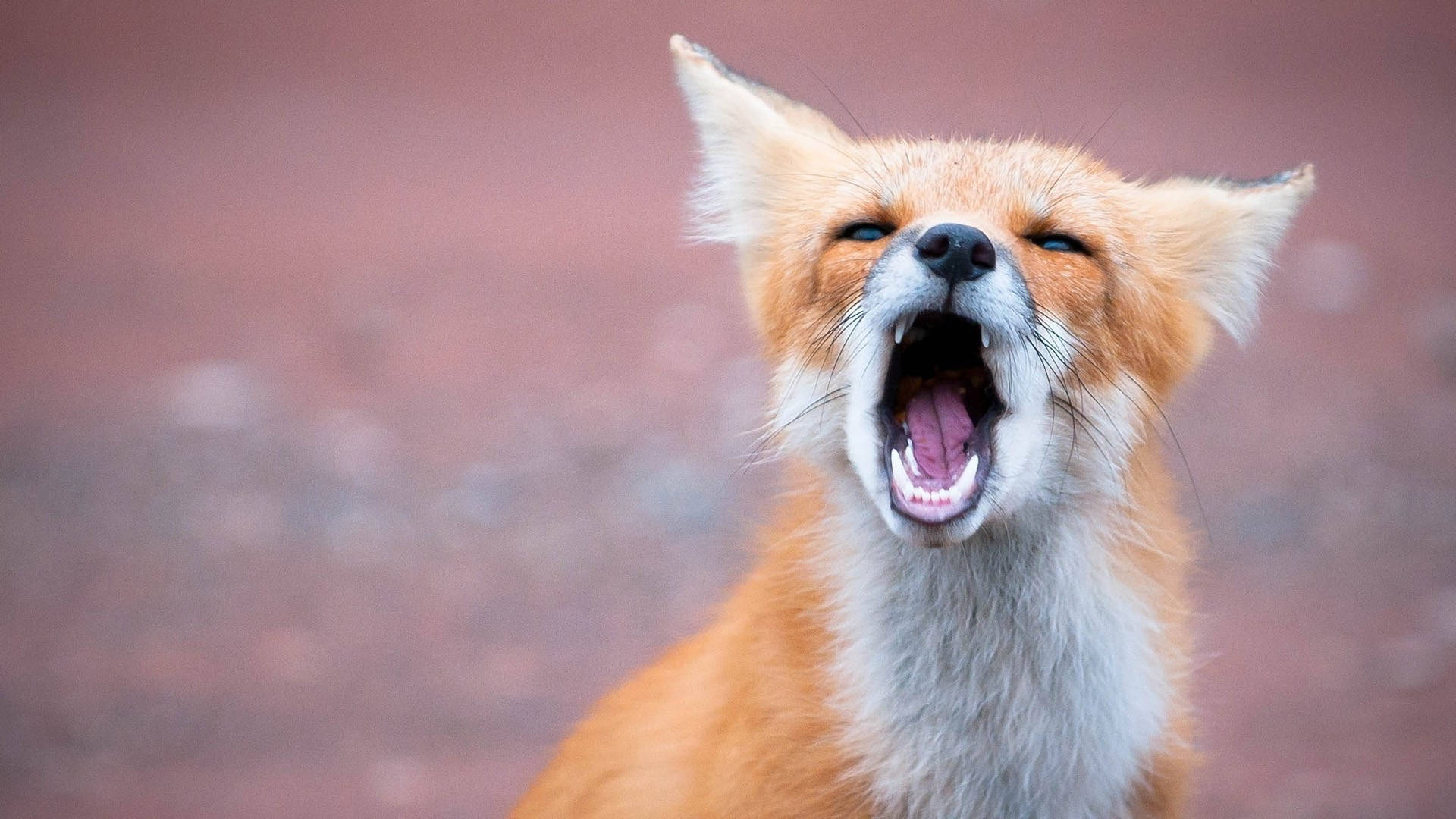 red fox, yawning, pink tongue, Full HD Desktop Wallpaper