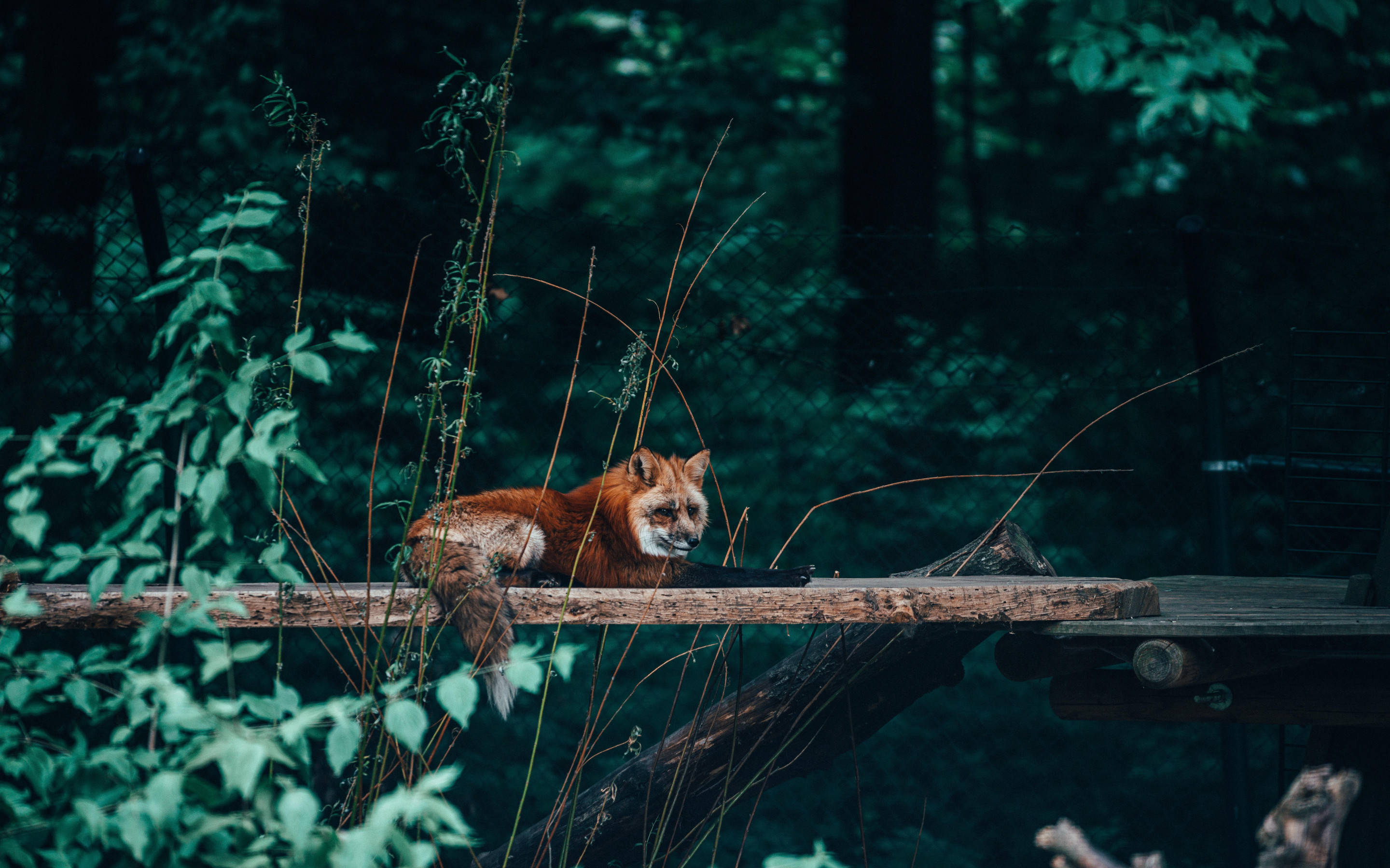 red fox, weathered wooden platform, lush green foliage, 2K Desktop Wallpaper