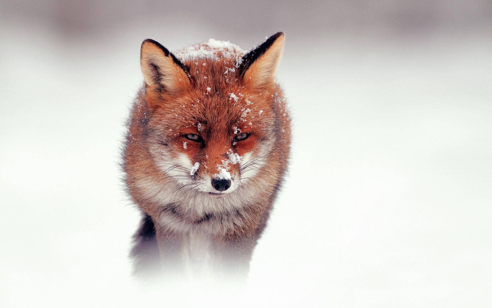 red fox, snowflakes, snowy field, Full HD Desktop Wallpaper