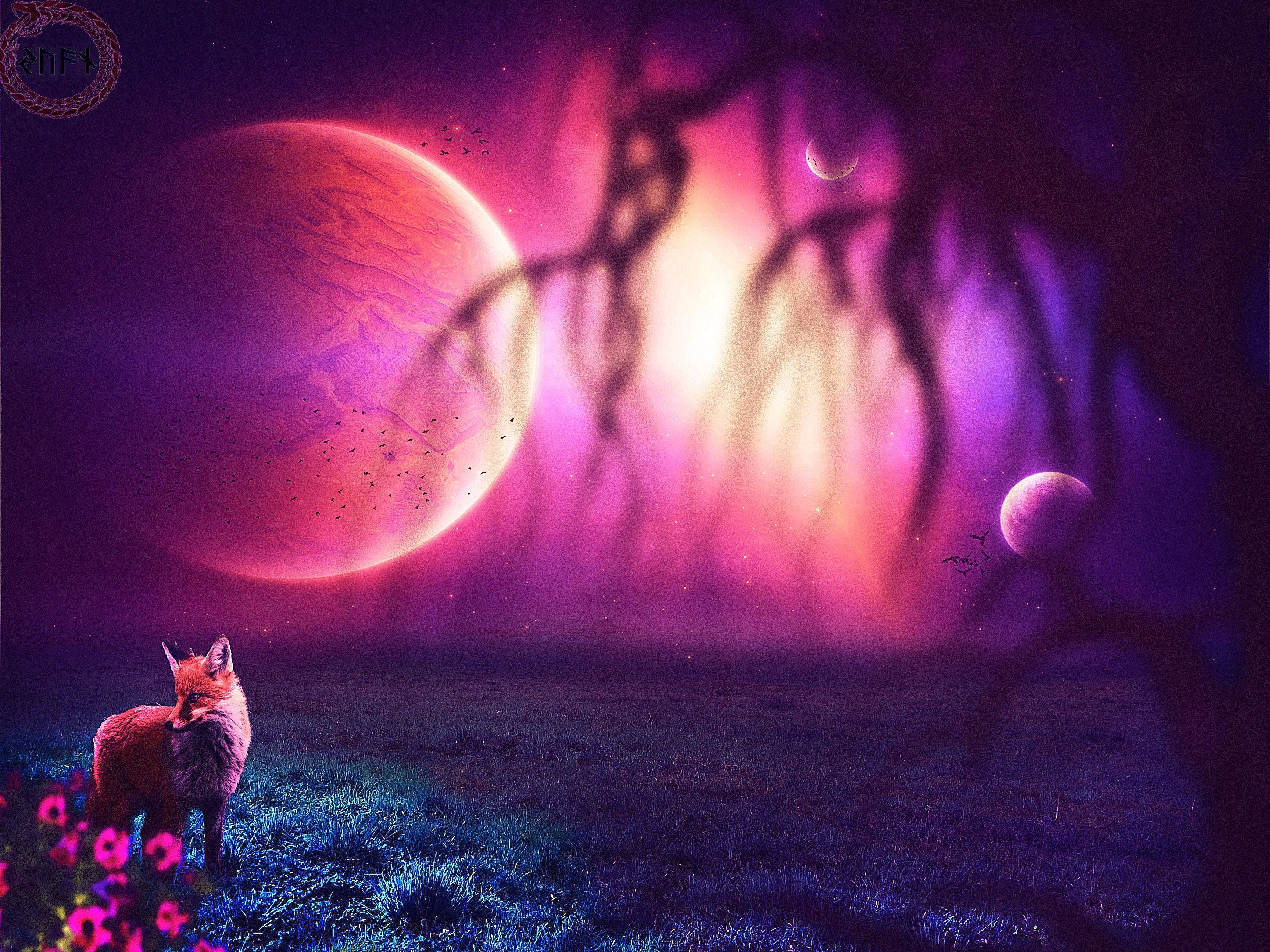 Cute Fox, moon, twilight field, 2K Desktop Wallpaper