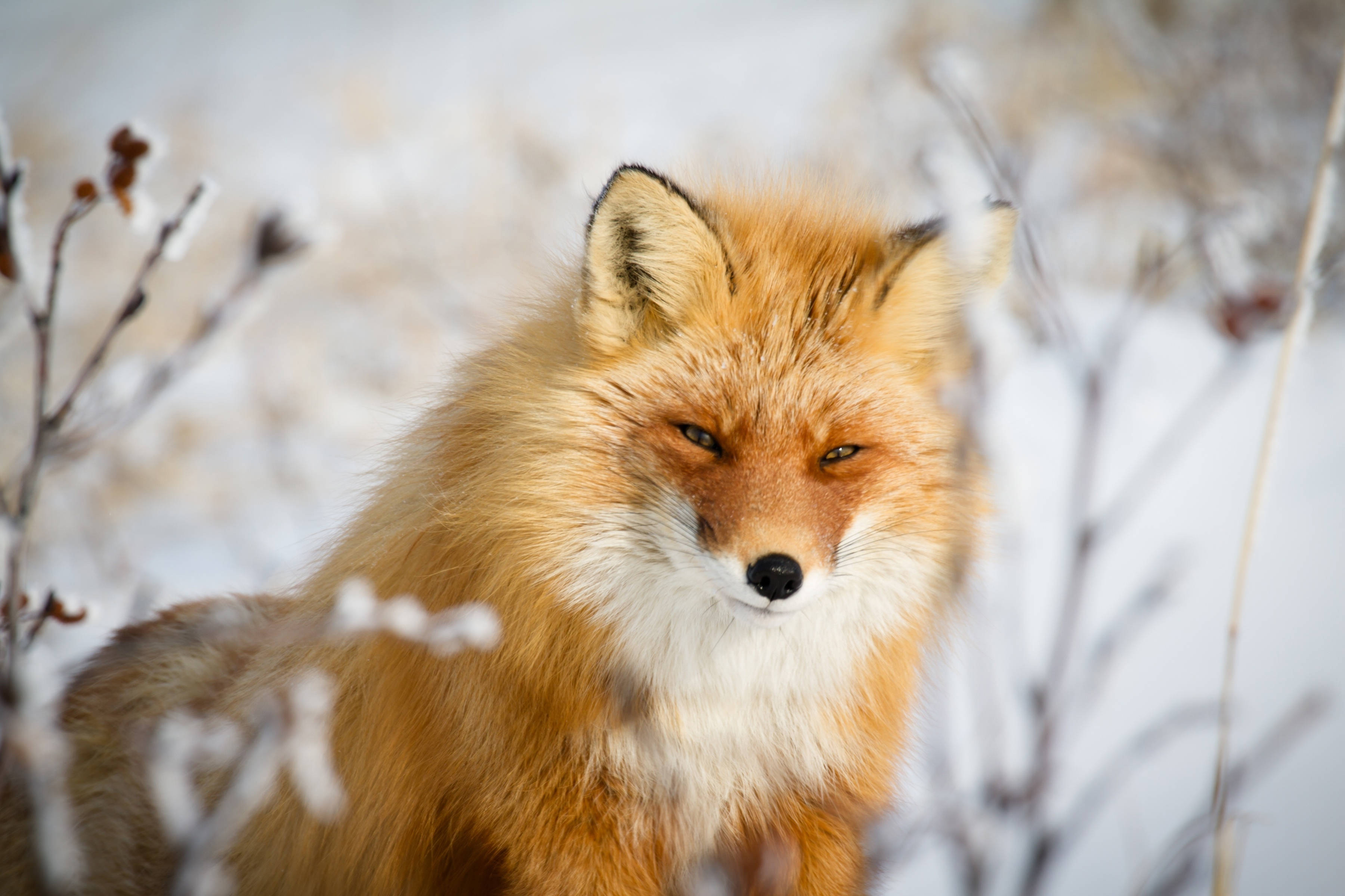 red fox, fluffy orange fur, white chest, 2K Desktop Wallpaper