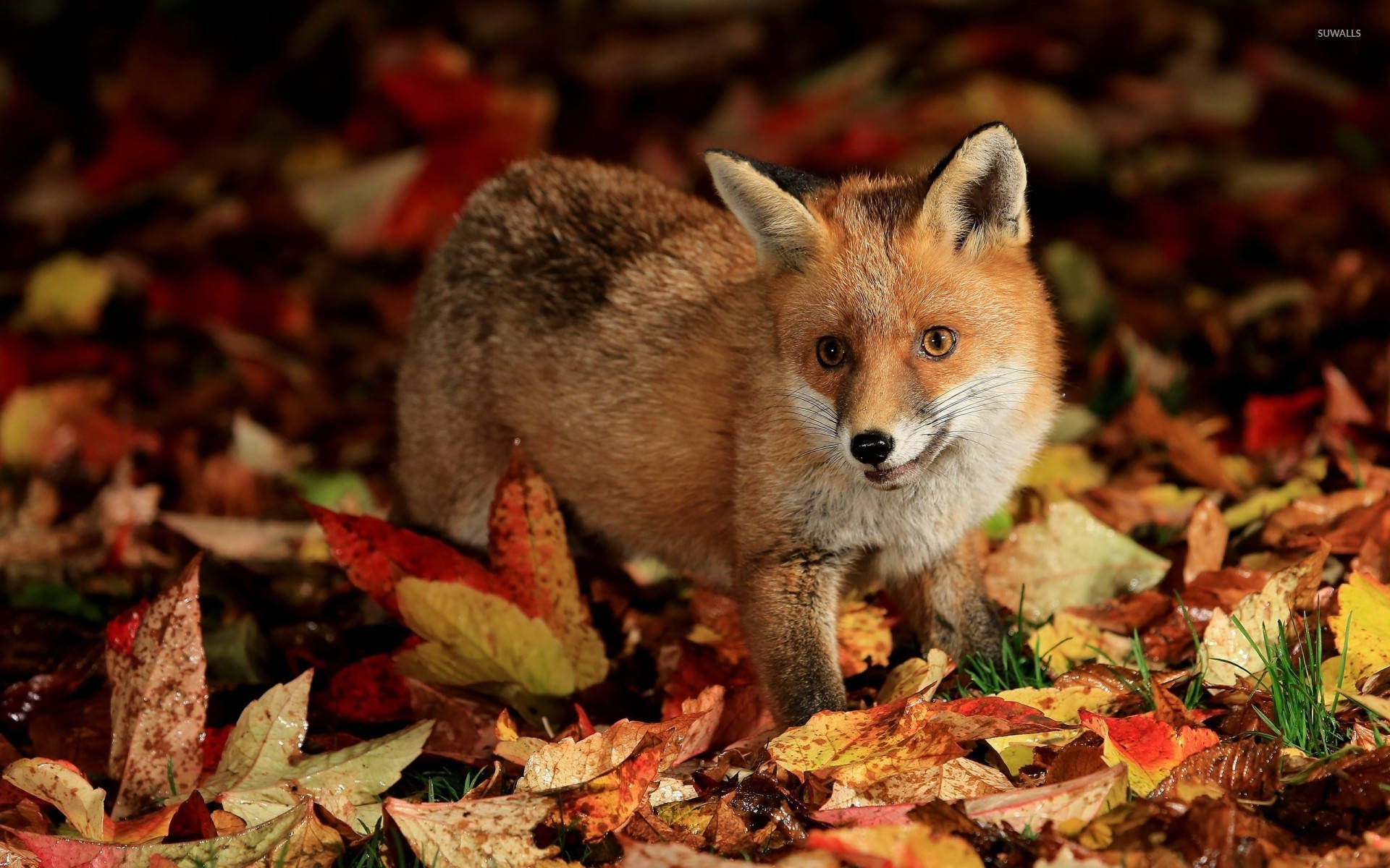 red fox, autumn leaves, golden light, Full HD Desktop Wallpaper
