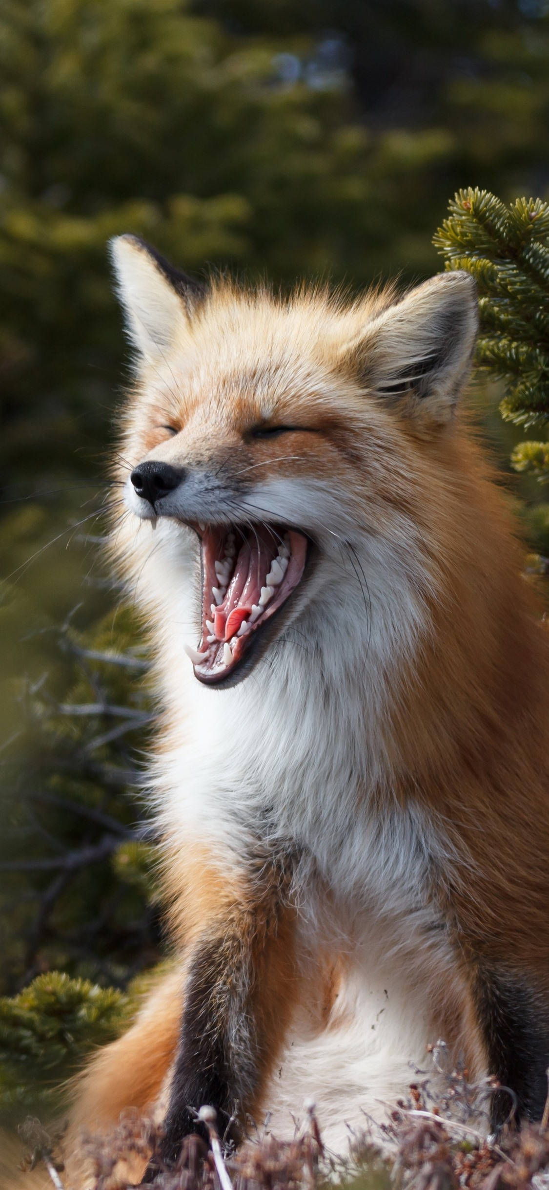 sleepy cute fox, red fox, green pine trees, Full HD Phone Wallpaper