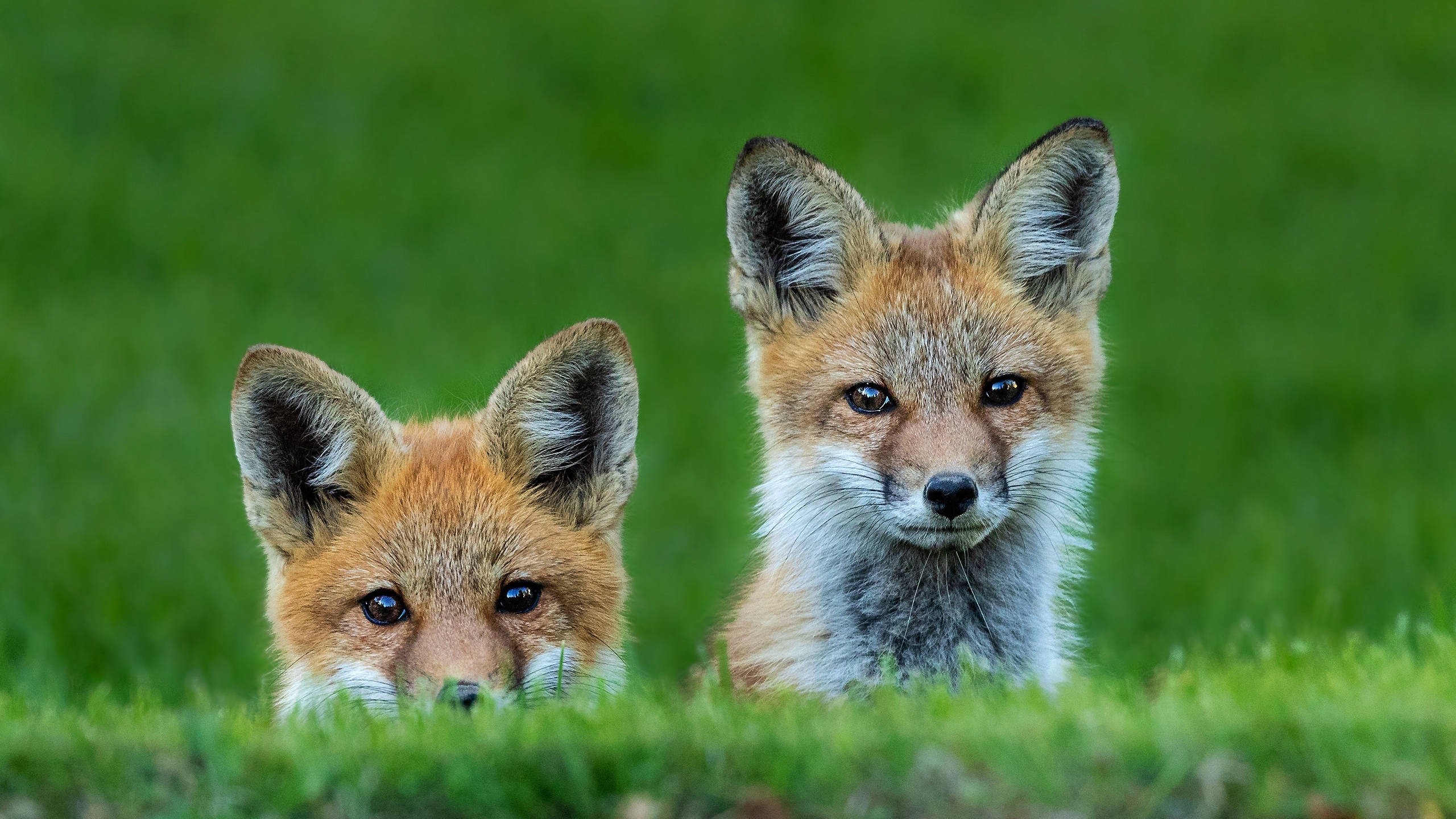 cute fox siblings, red fox kits, vibrant green grass, 2K Desktop Wallpaper