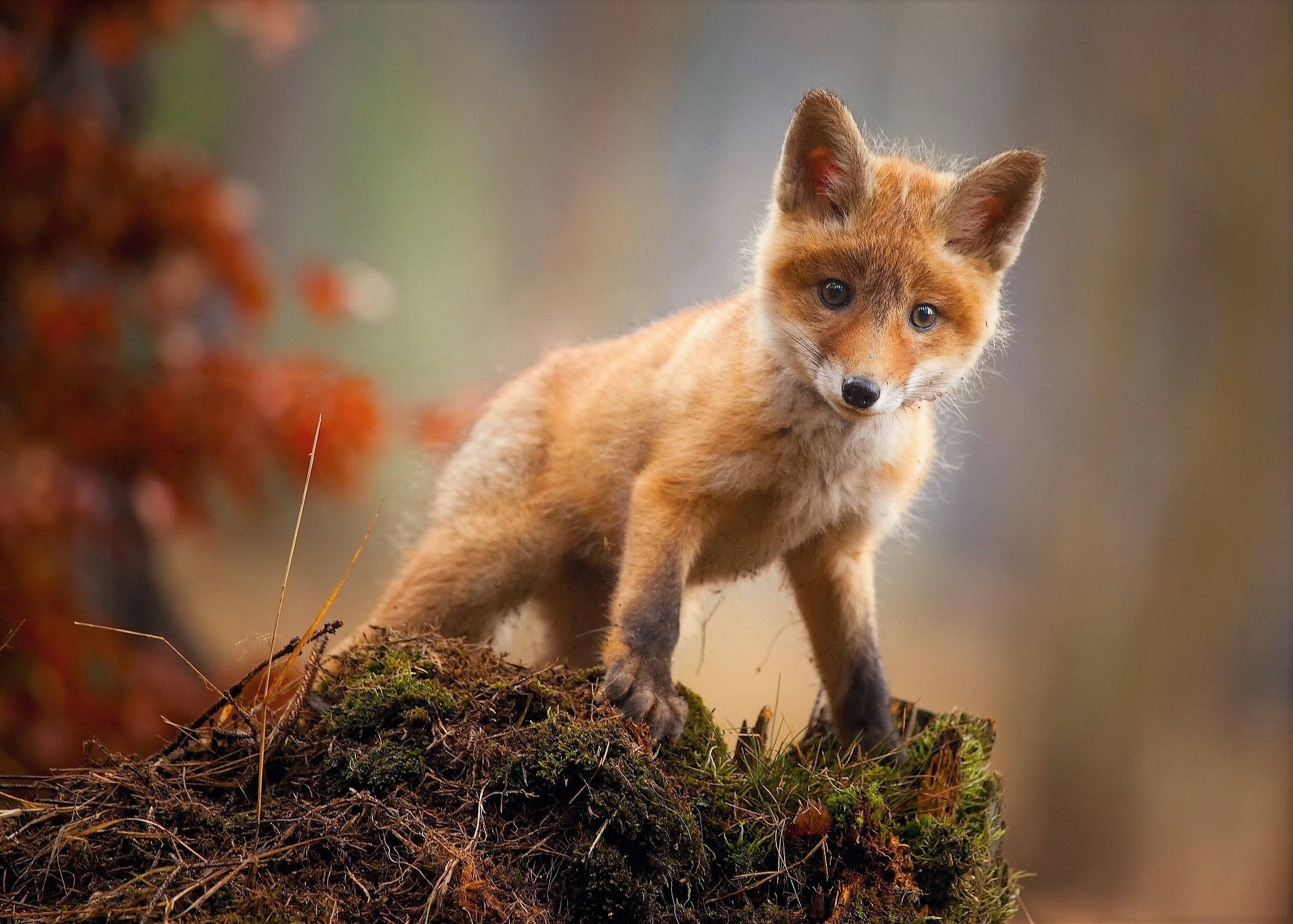 Confused Little Cute Fox, young fox, mossy stump, Full HD Desktop Wallpaper