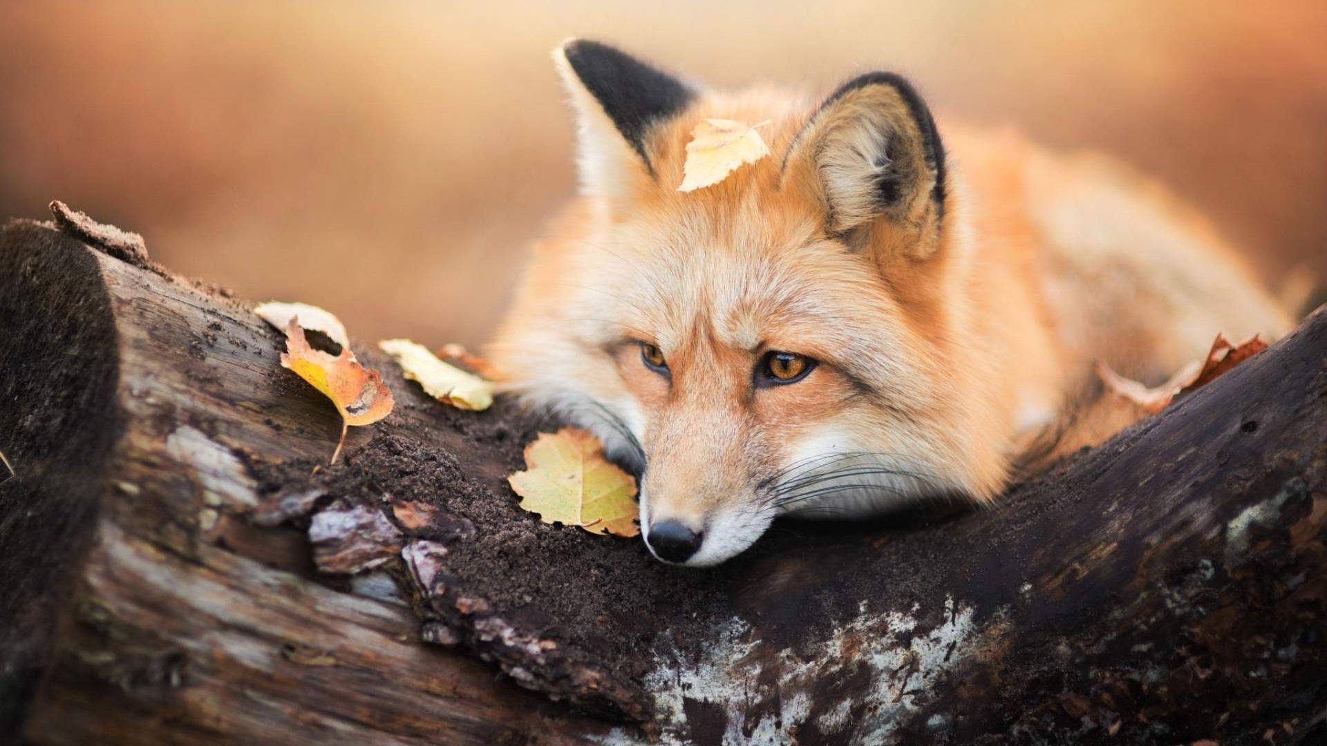 red fox, mossy log, golden autumn leaves, Full HD Desktop Wallpaper