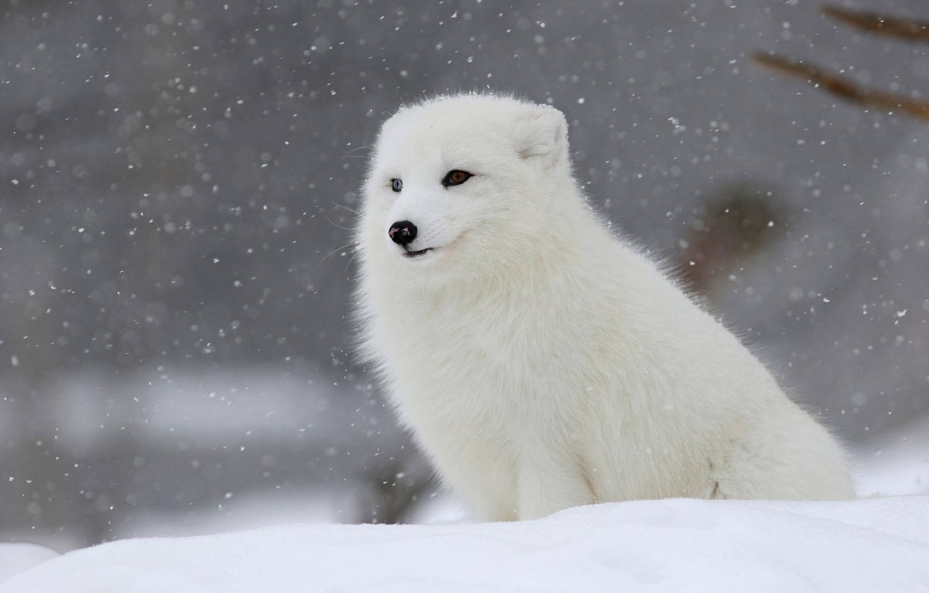 white arctic fox, fluffy, falling snow, HD Desktop Wallpaper