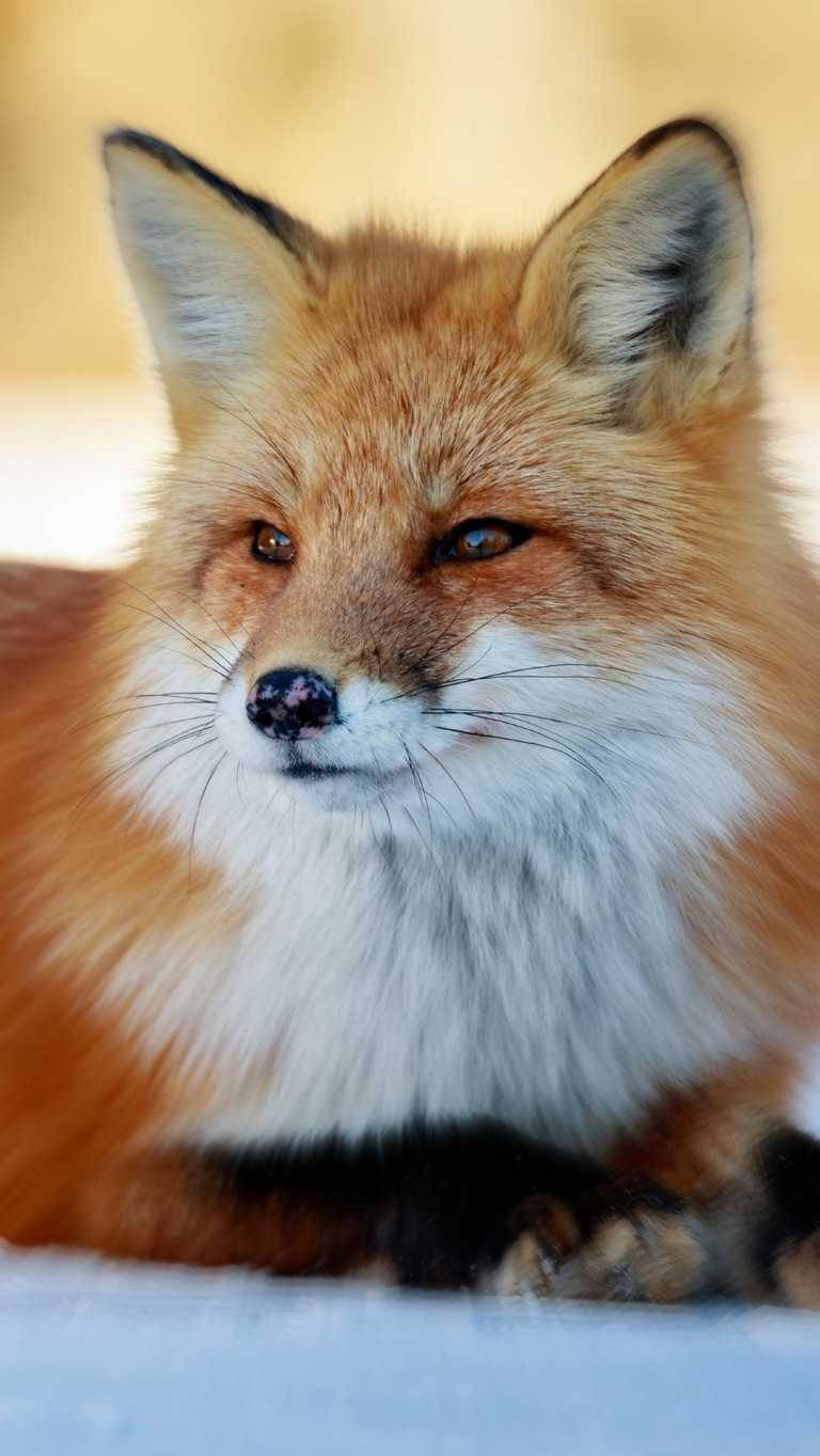 red fox, white chest fur, snow, HD Phone Wallpaper