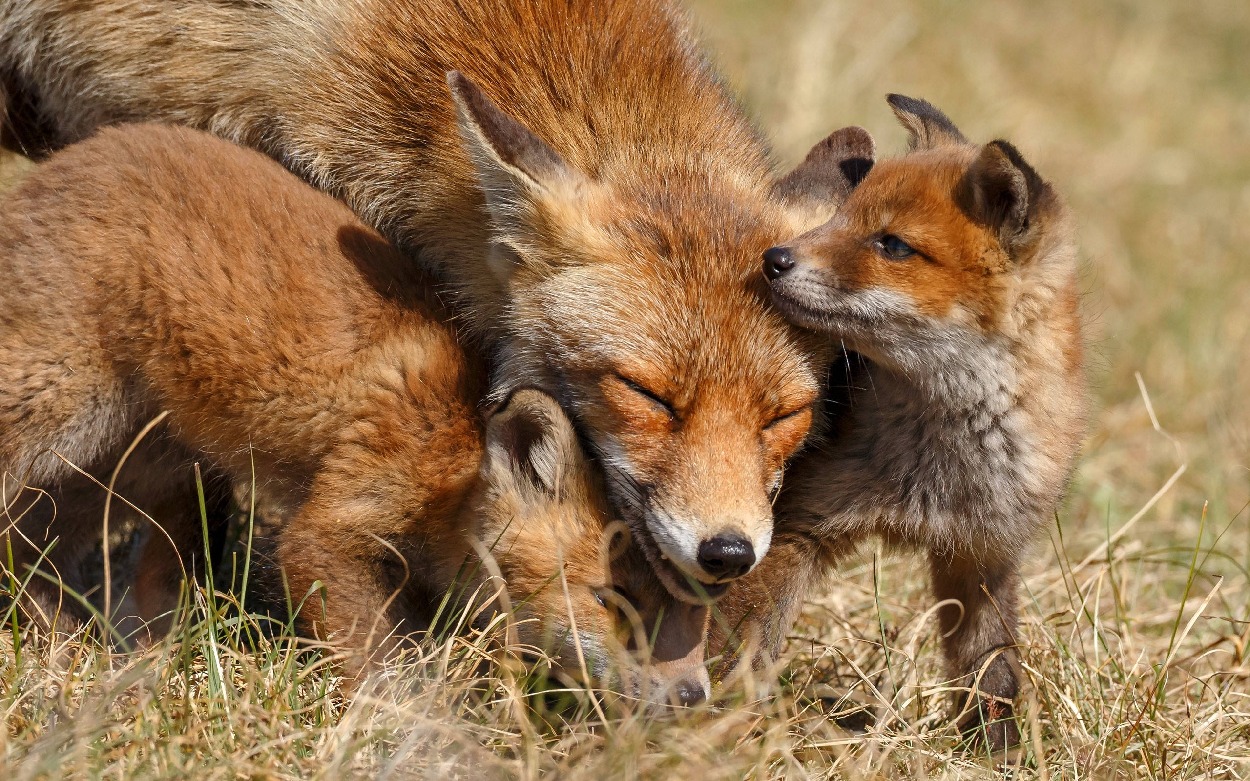 cute fox family, red fox kits, mother, 2K Desktop Wallpaper