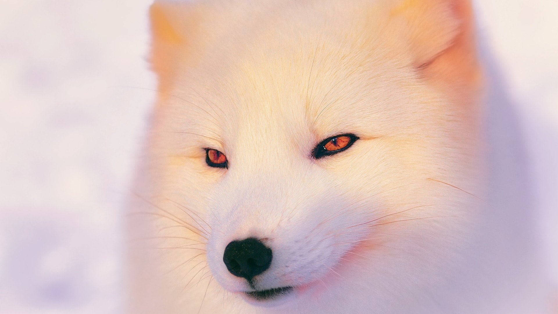 white arctic fox, amber eyes, snowy backdrop, Full HD Desktop Wallpaper