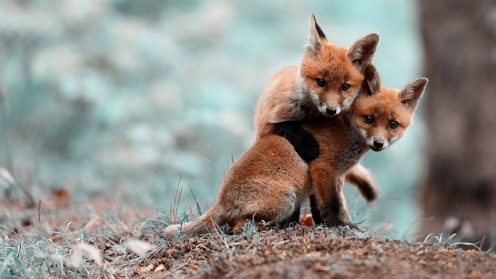 cute baby fox, red foxes, grassy mound, Full HD Desktop Wallpaper