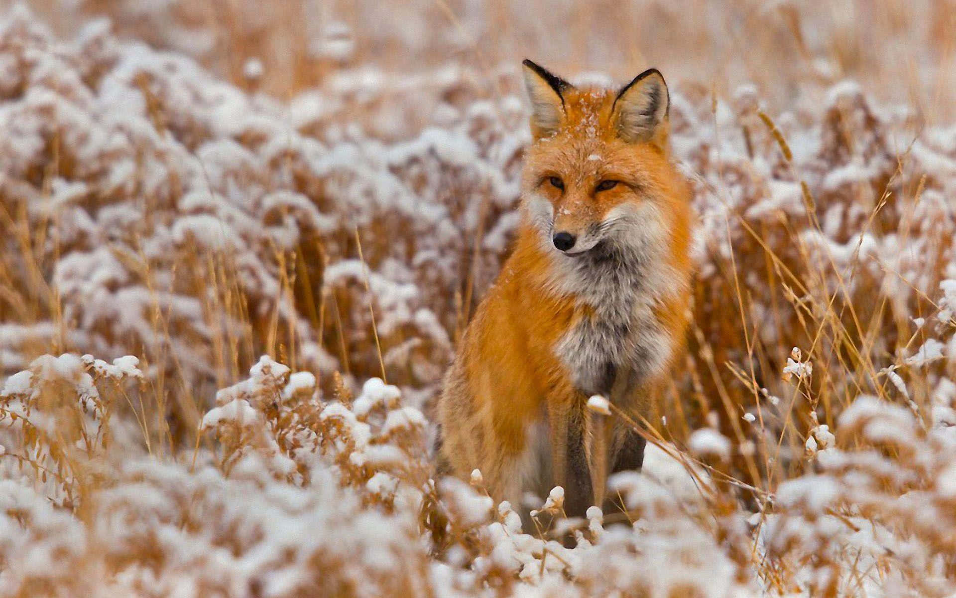 red fox, snowy field, golden grasses, Full HD Desktop Wallpaper