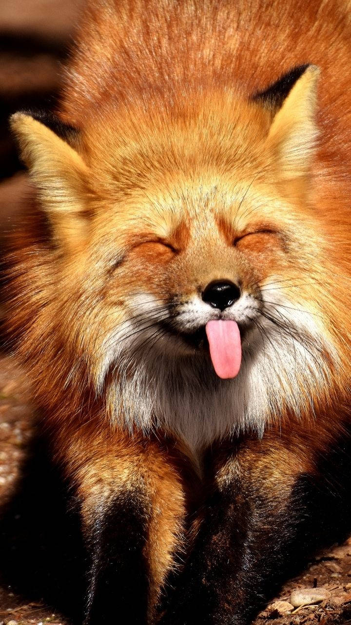 red fox, tongue out, eyes closed, HD Phone Wallpaper