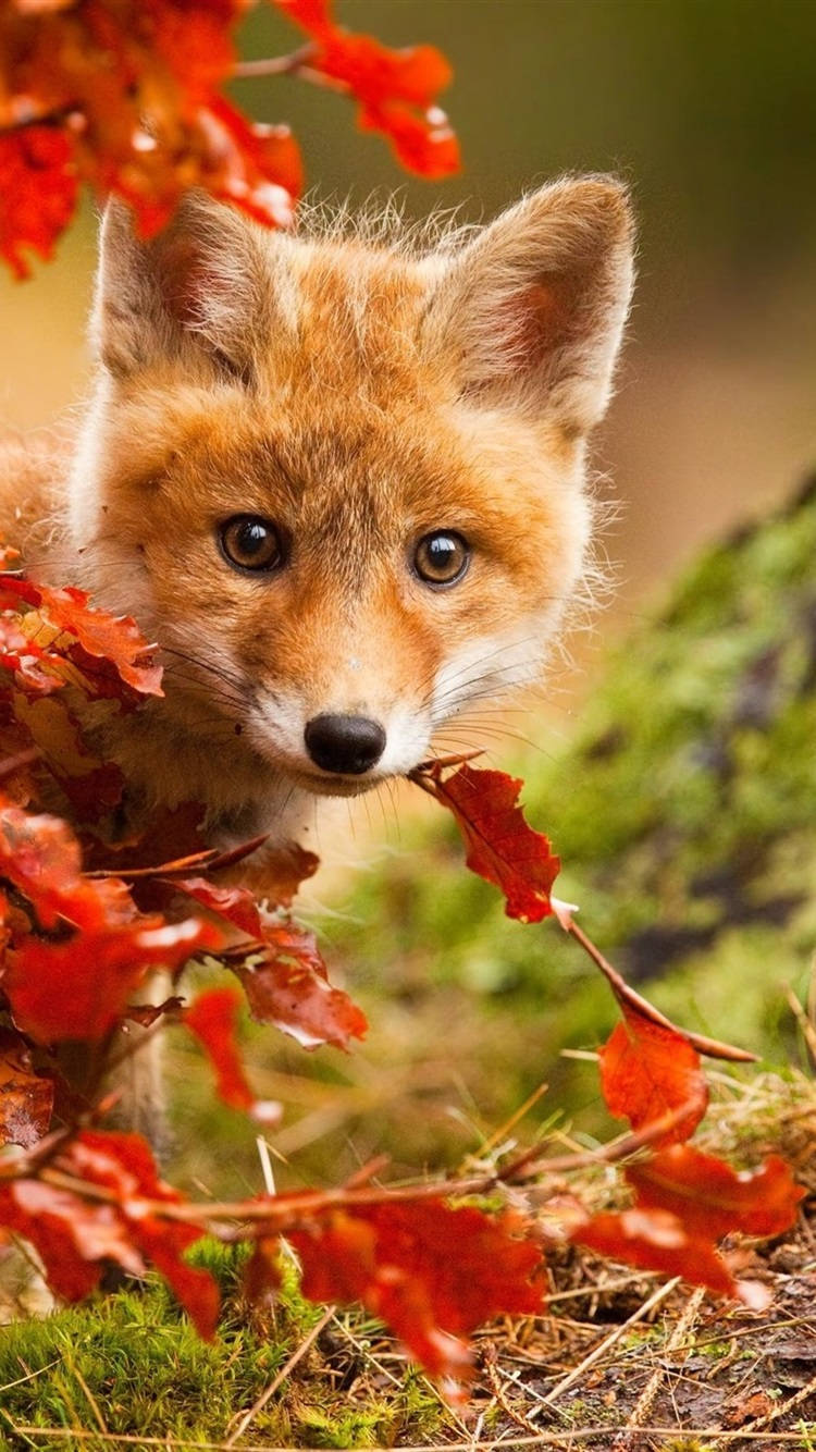 red fox cub, autumn leaves, dark eyes, HD Phone Wallpaper
