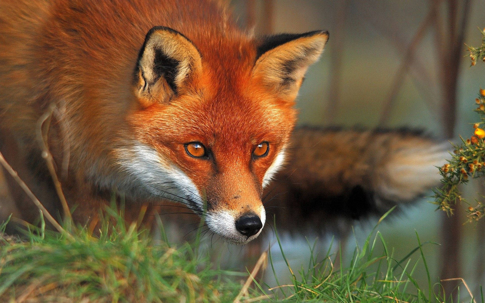 red fox, amber eyes, green grass, Full HD Desktop Wallpaper