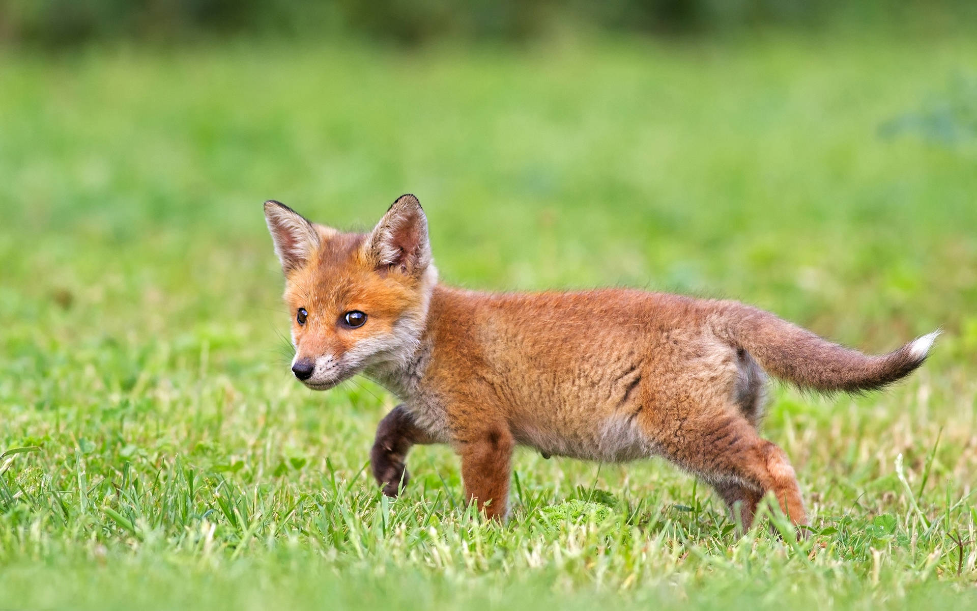 cute fox, young fox cub, reddish fur, Full HD Desktop Wallpaper