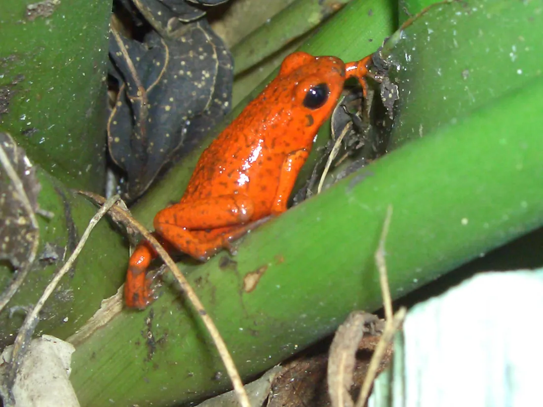 Cute Frog